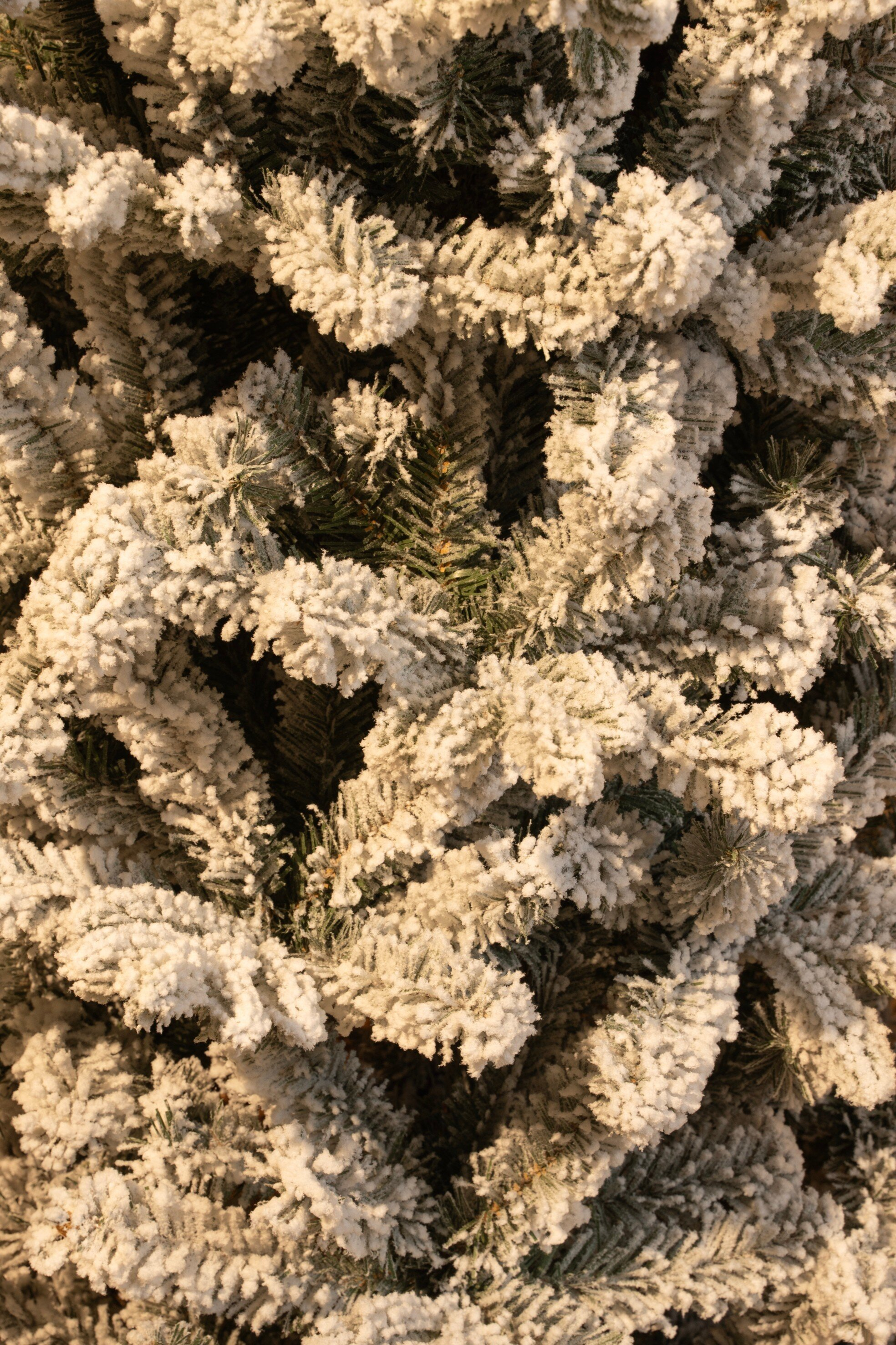 Gros plan sur un sapin de Noël enneigé. Les branches sont denses et vertes, avec de la neige blanche.