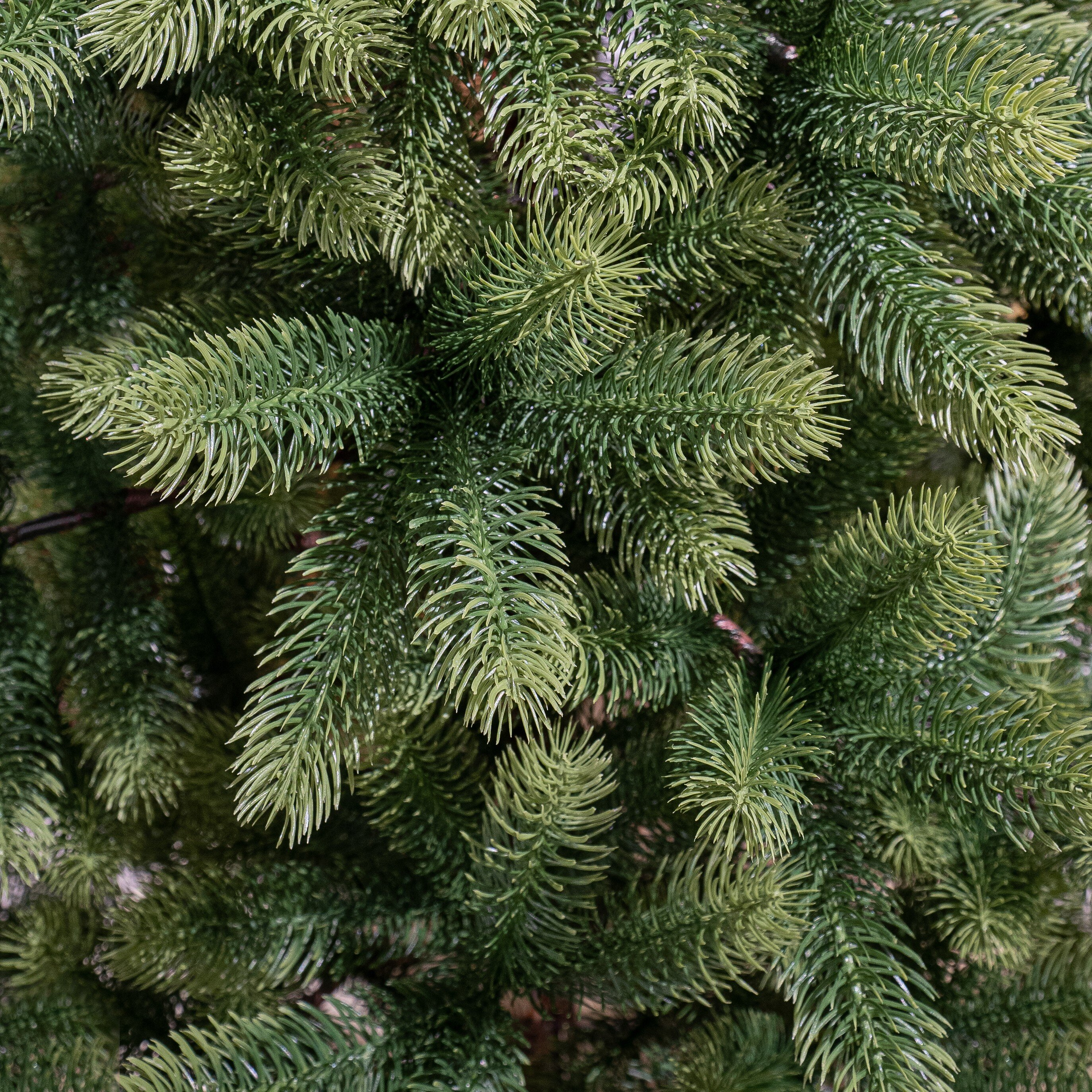 Gros plan d'un sapin de Noël vert. Aiguilles denses et superposées, en nuances de vert.