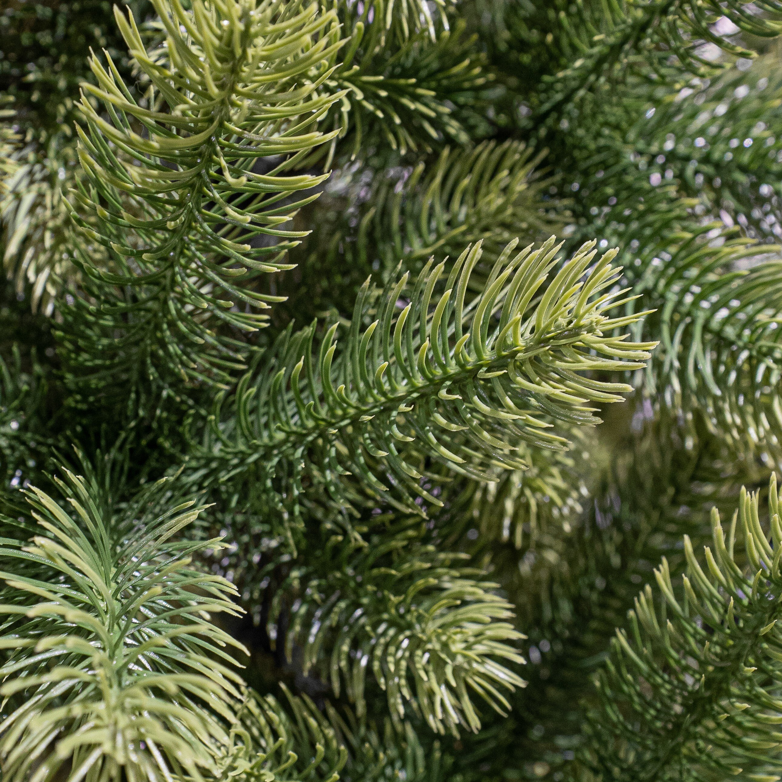 Gros plan sur des branches vertes de sapin. Les aiguilles sont courtes et pointues, avec une teinte vert clair aux extrémités.