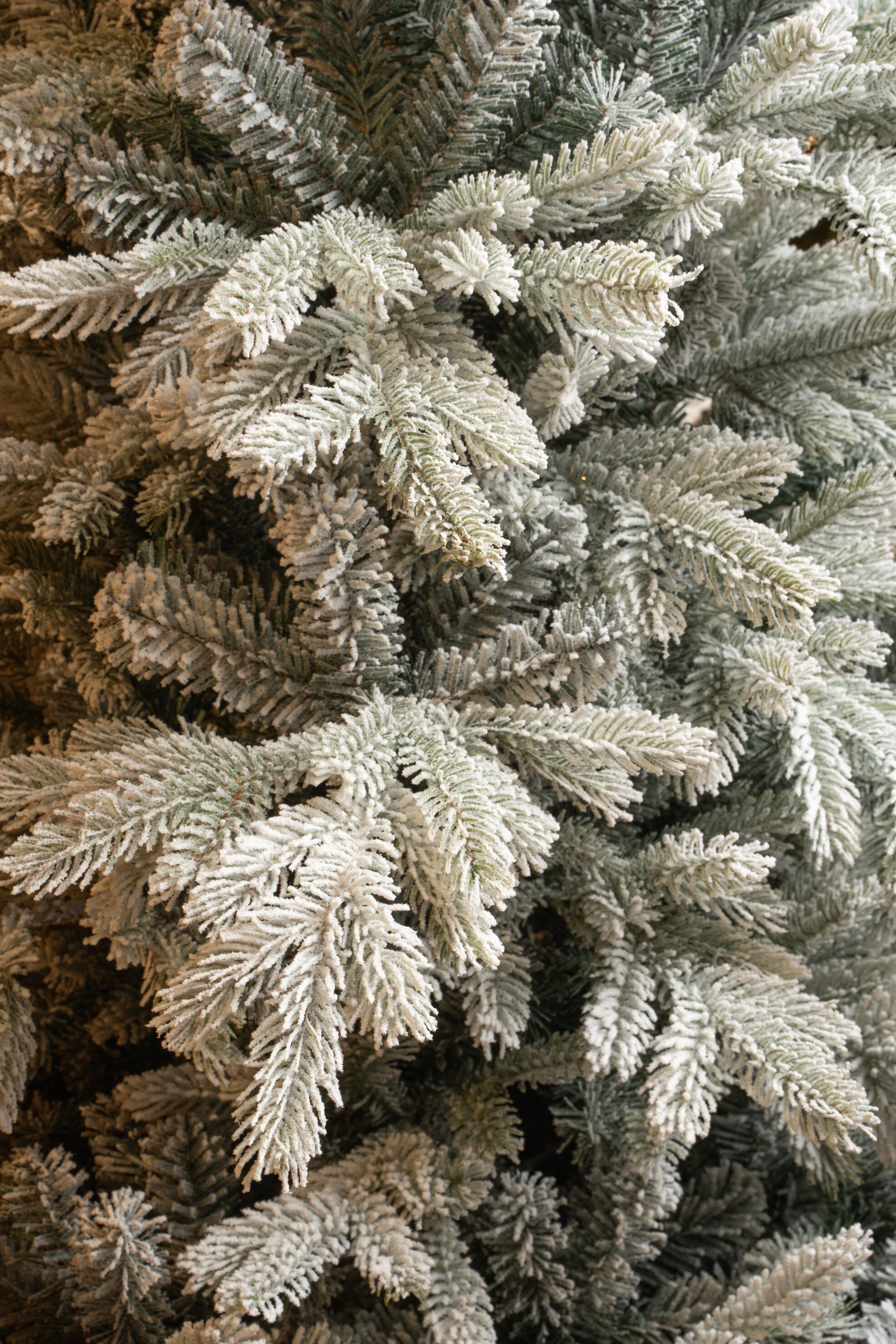 Gros plan sur un sapin de Noël givré. Aiguilles vertes saupoudrées de blanc, effet neigeux.
