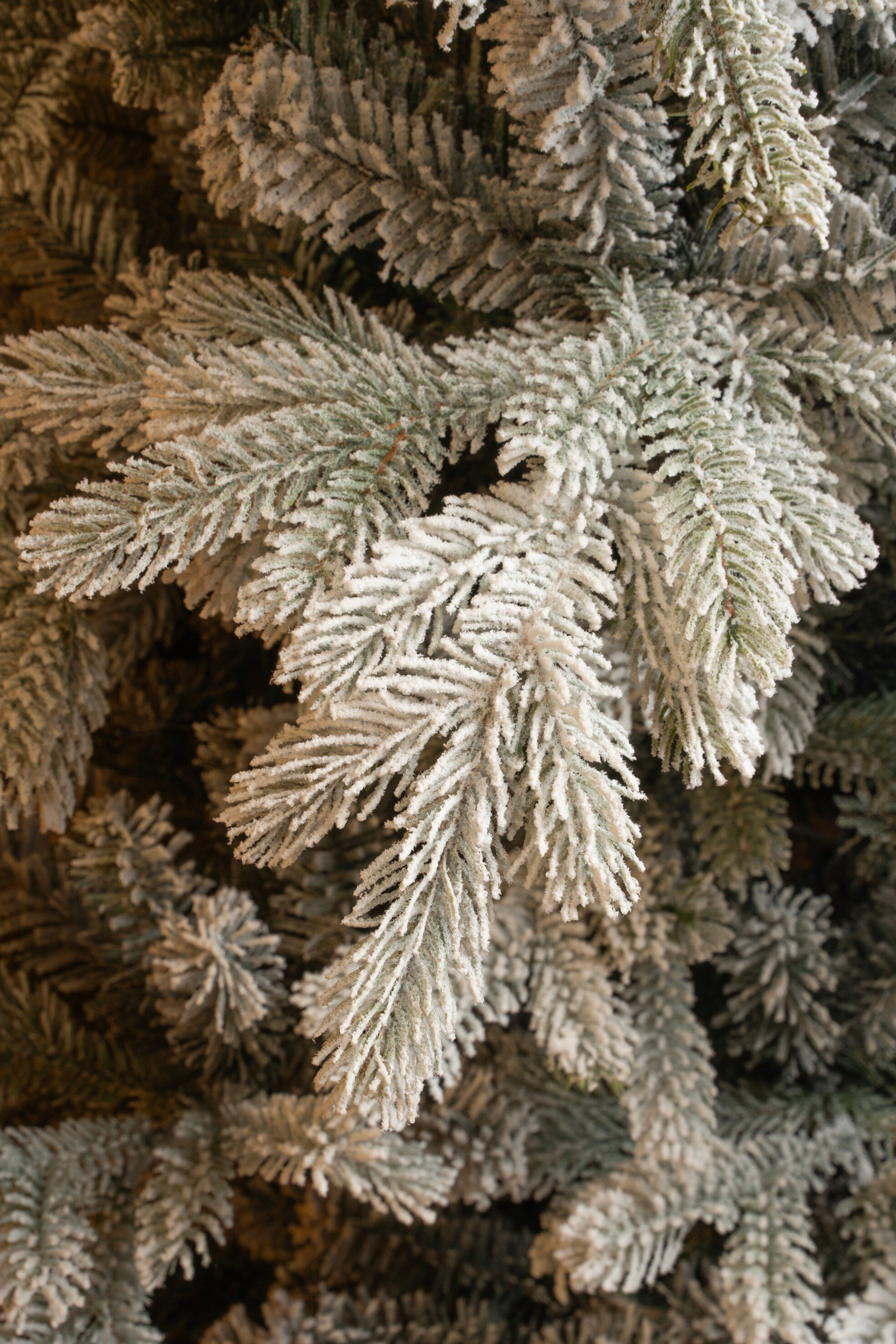 Gros plan d'un sapin givré. Les aiguilles vertes sont couvertes de blanc, imitant la neige.
