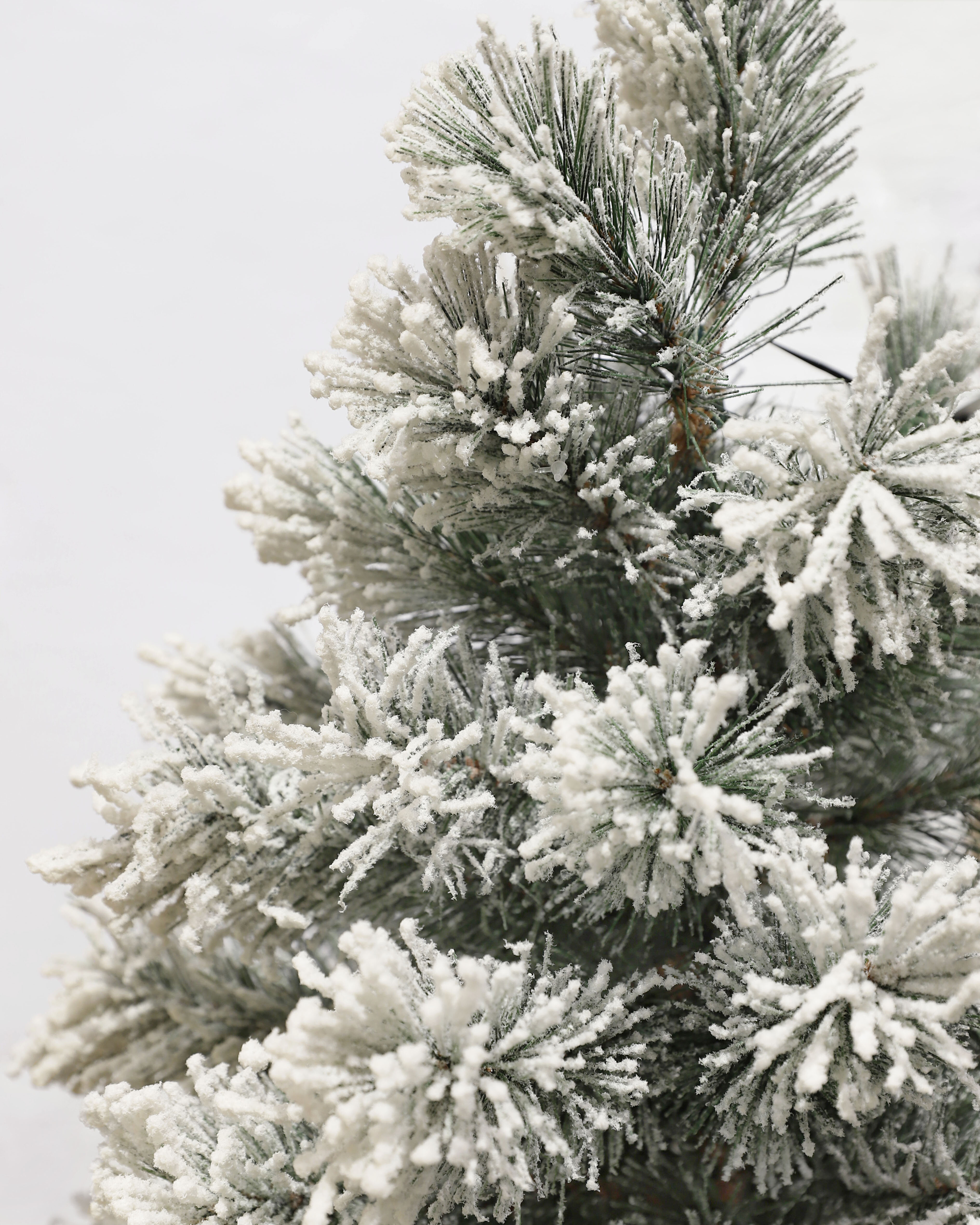 Gros plan d'une branche de pin enneigée. La neige blanche recouvre les aiguilles vertes. Le fond est blanc.
