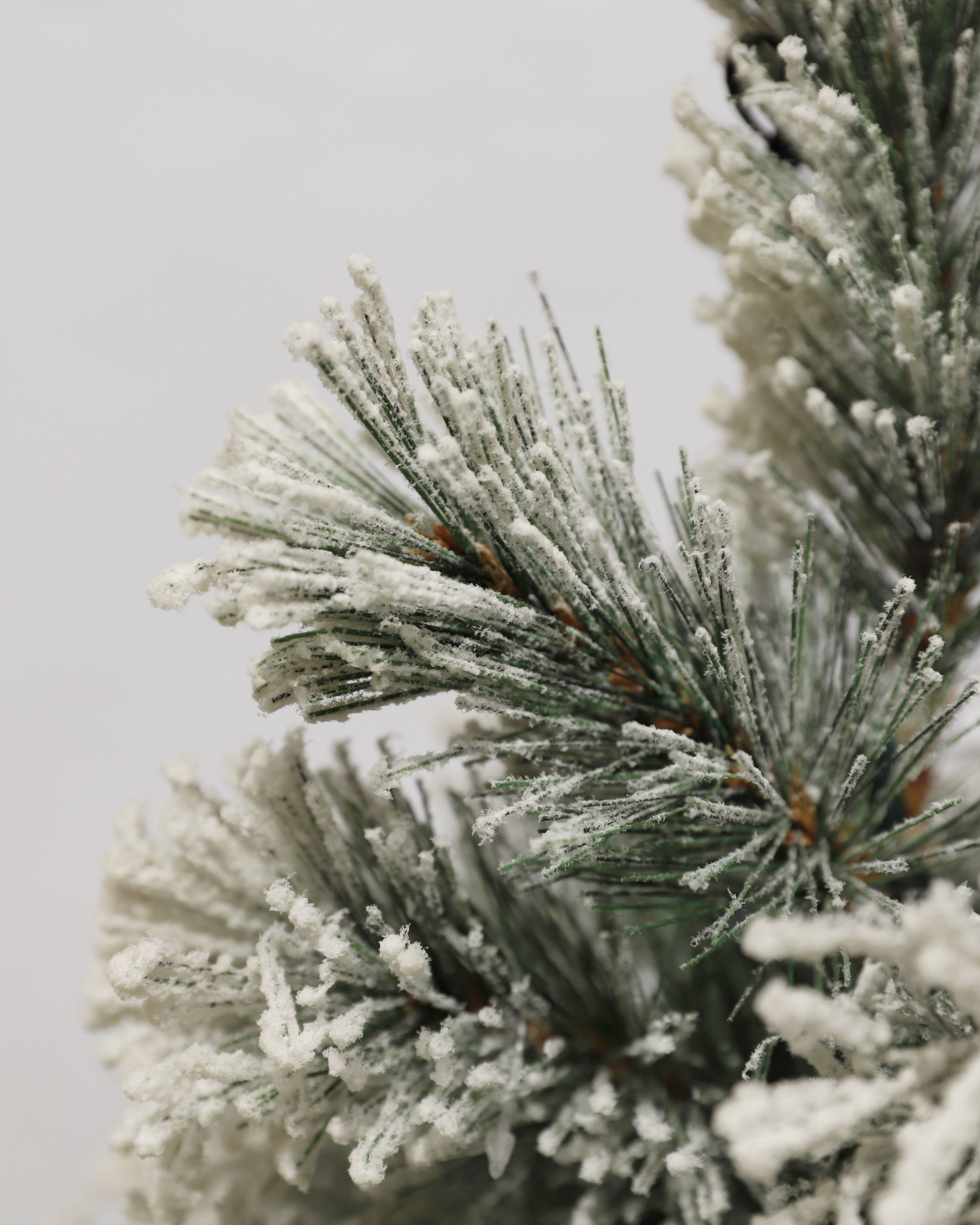 Gros plan de branches de pin givrées sur fond blanc.