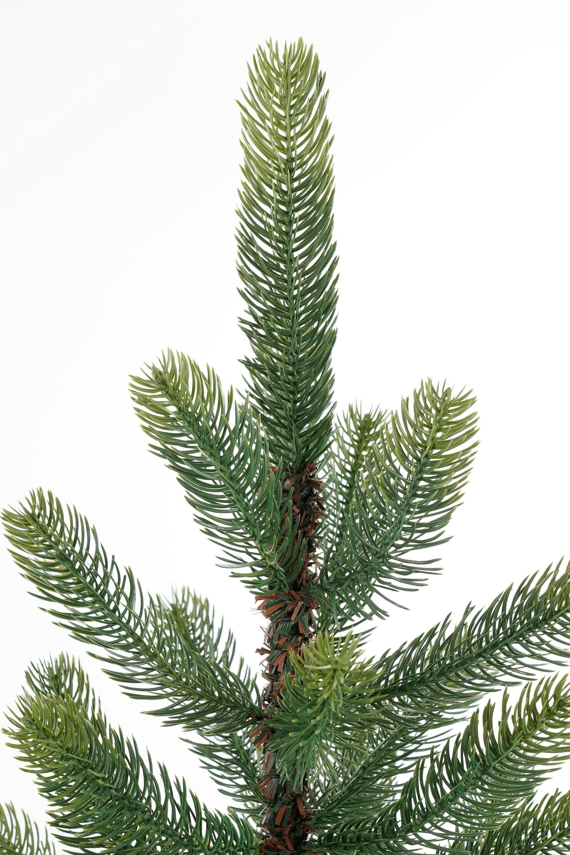 Gros plan d'une branche de sapin verte sur fond blanc.