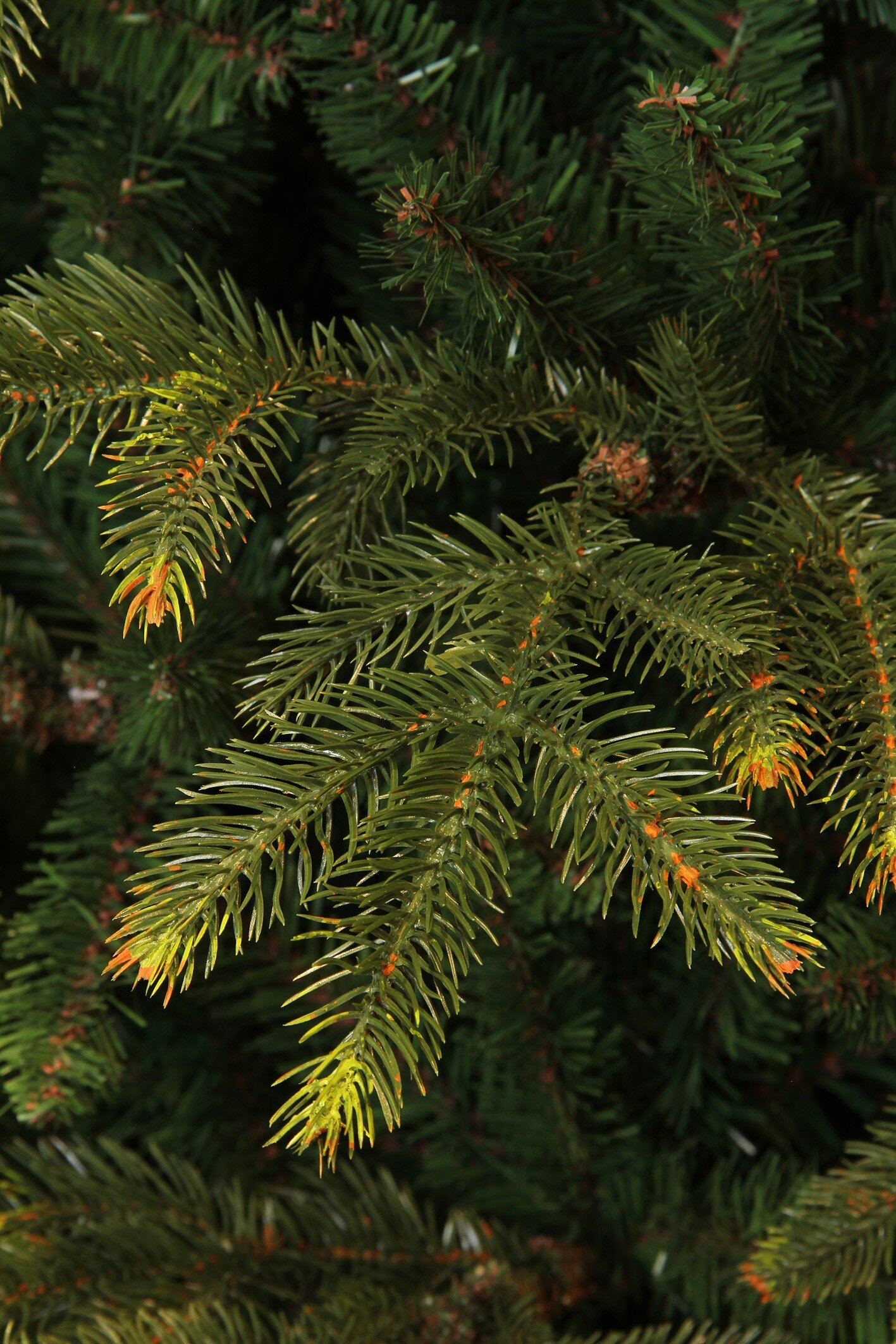 Gros plan de branches vertes de sapin. Aiguilles visibles, avec quelques pointes oranges. L'arrière-plan est vert foncé.