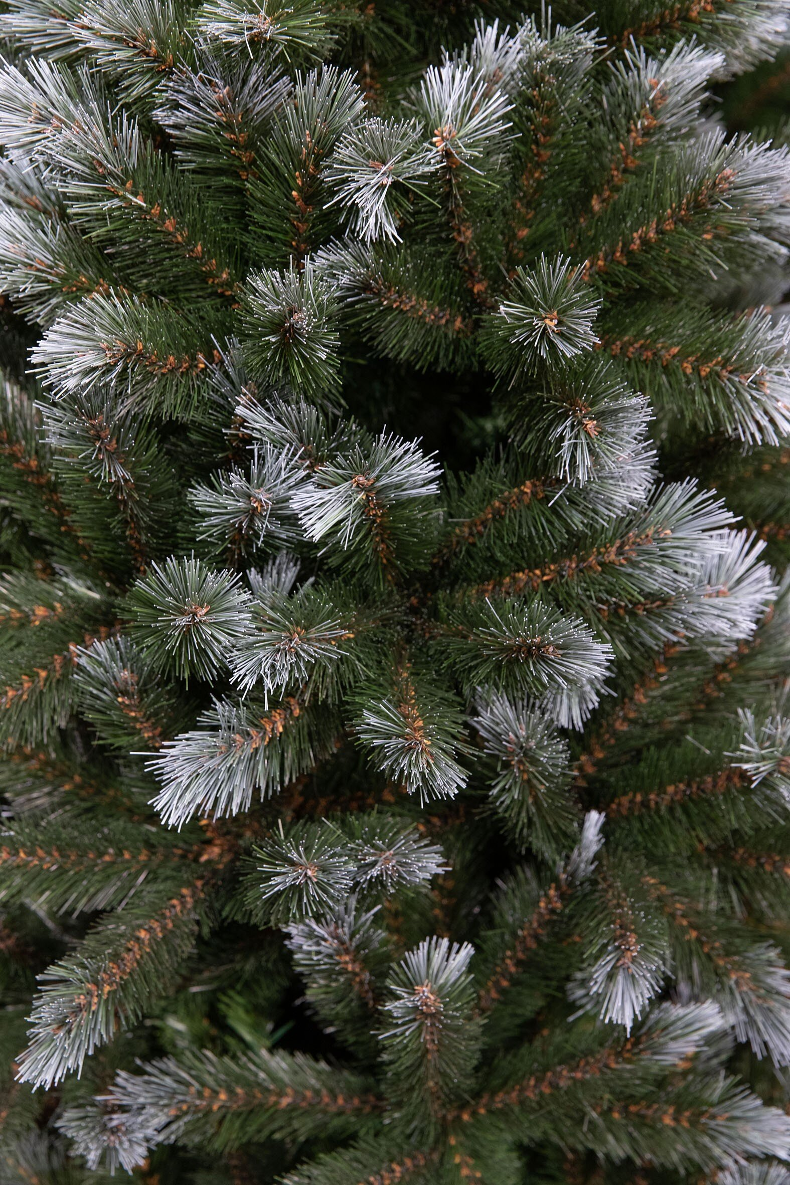 Gros plan sur un sapin de Noël vert avec des pointes givrées blanches. Les aiguilles sont denses et superposées.