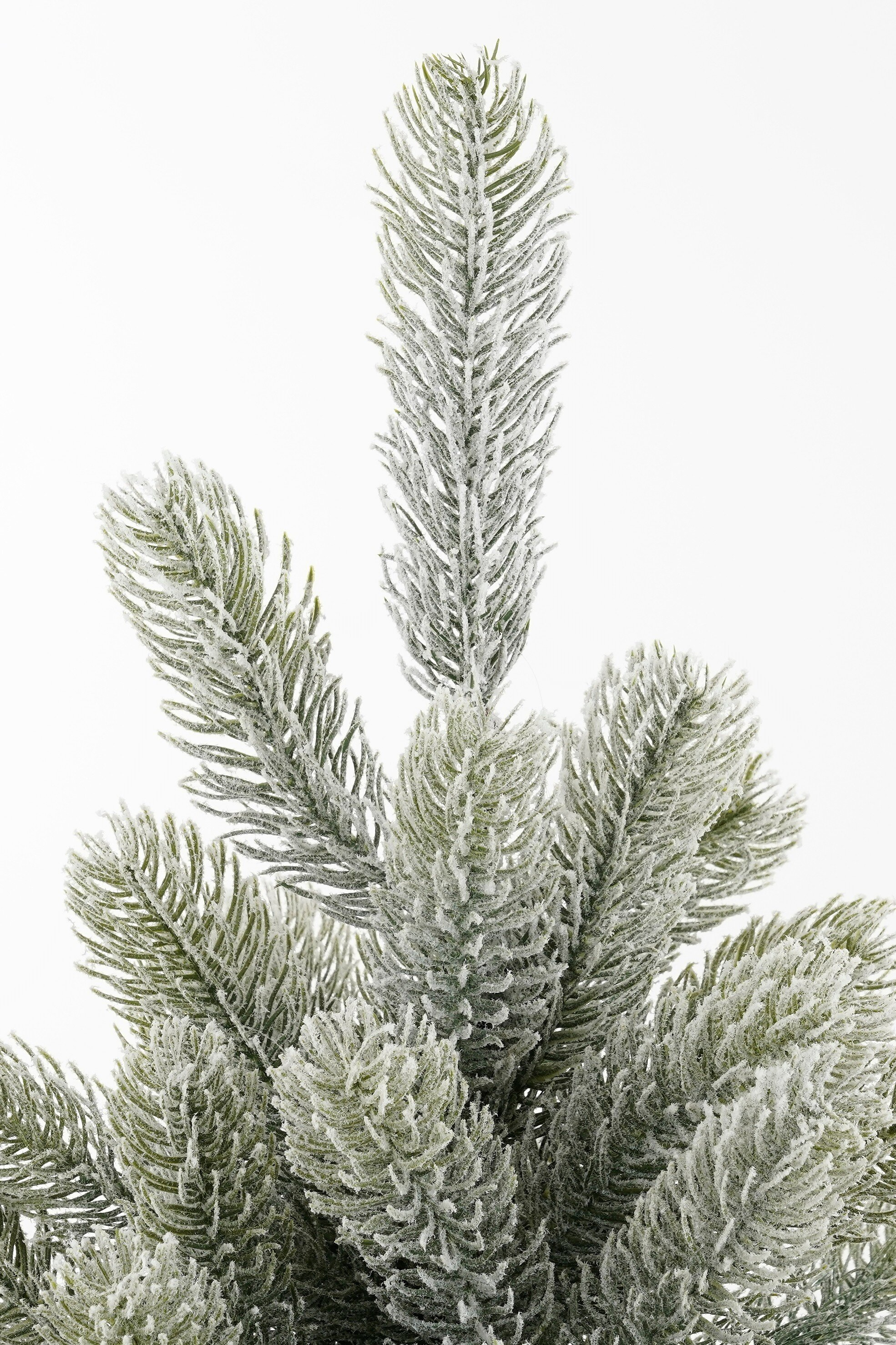 Gros plan d'une branche de pin verte givrée sur fond blanc.