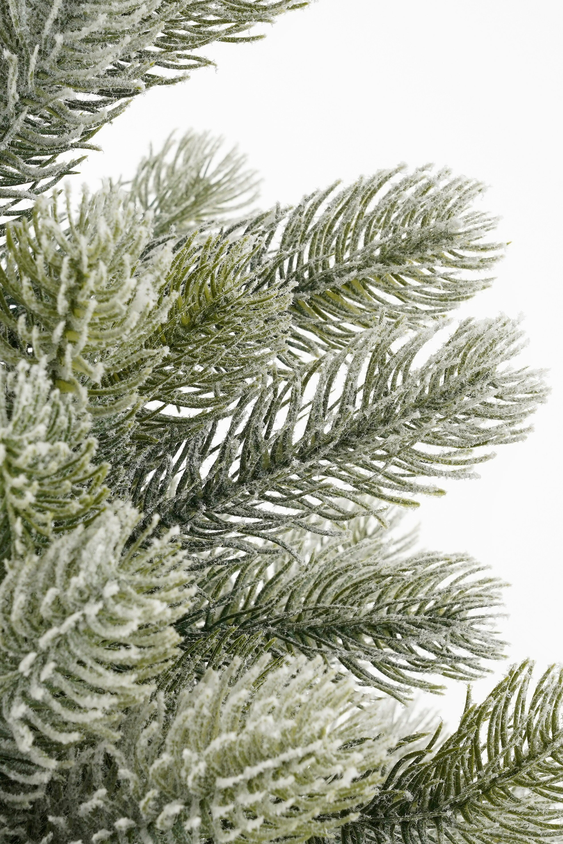Gros plan d'une branche de pin vert givrée sur fond blanc.