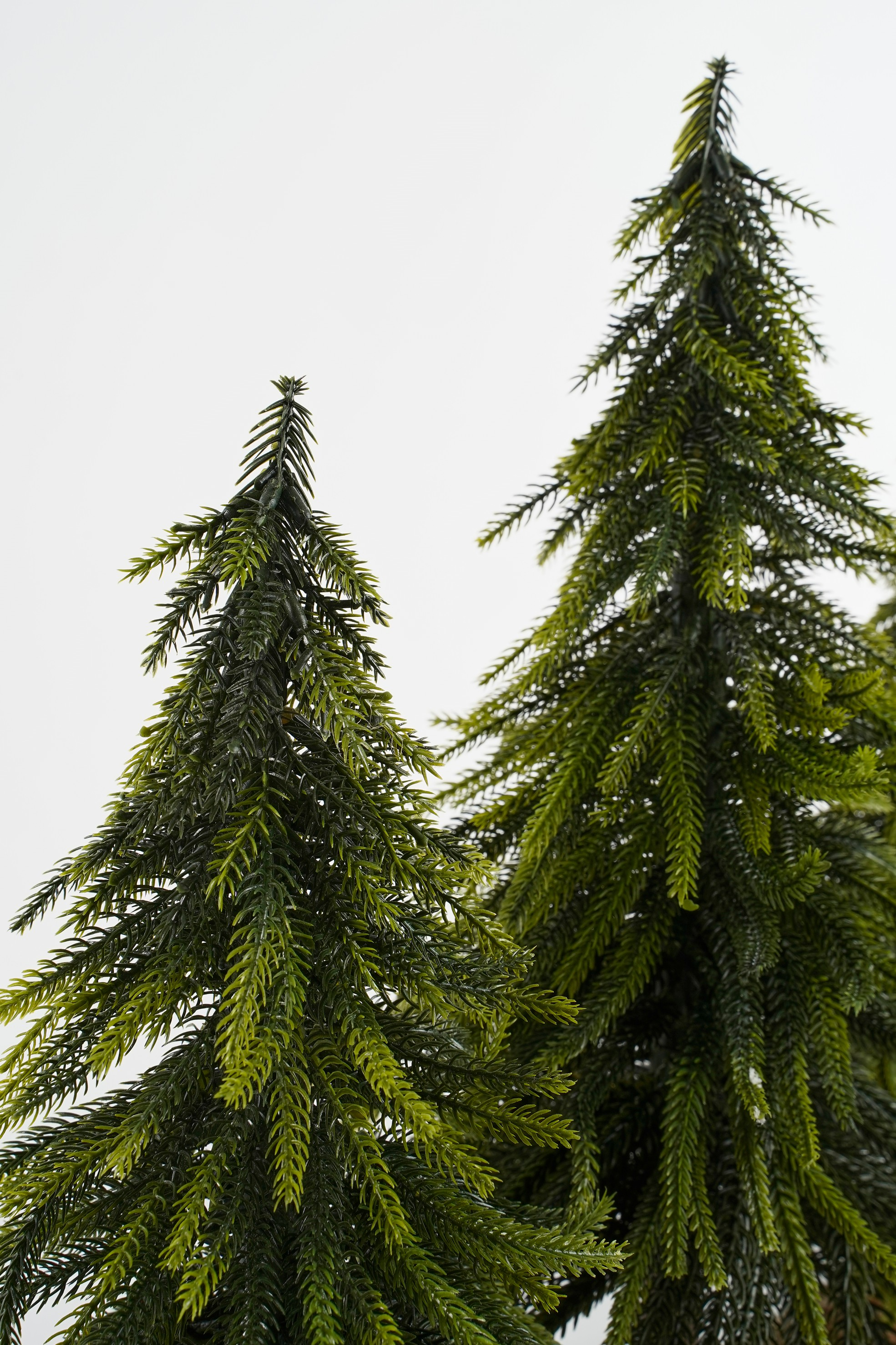 Deux sapins artificiels verts sur fond blanc. Les arbres ont des feuilles en forme d'aiguilles et une forme conique.