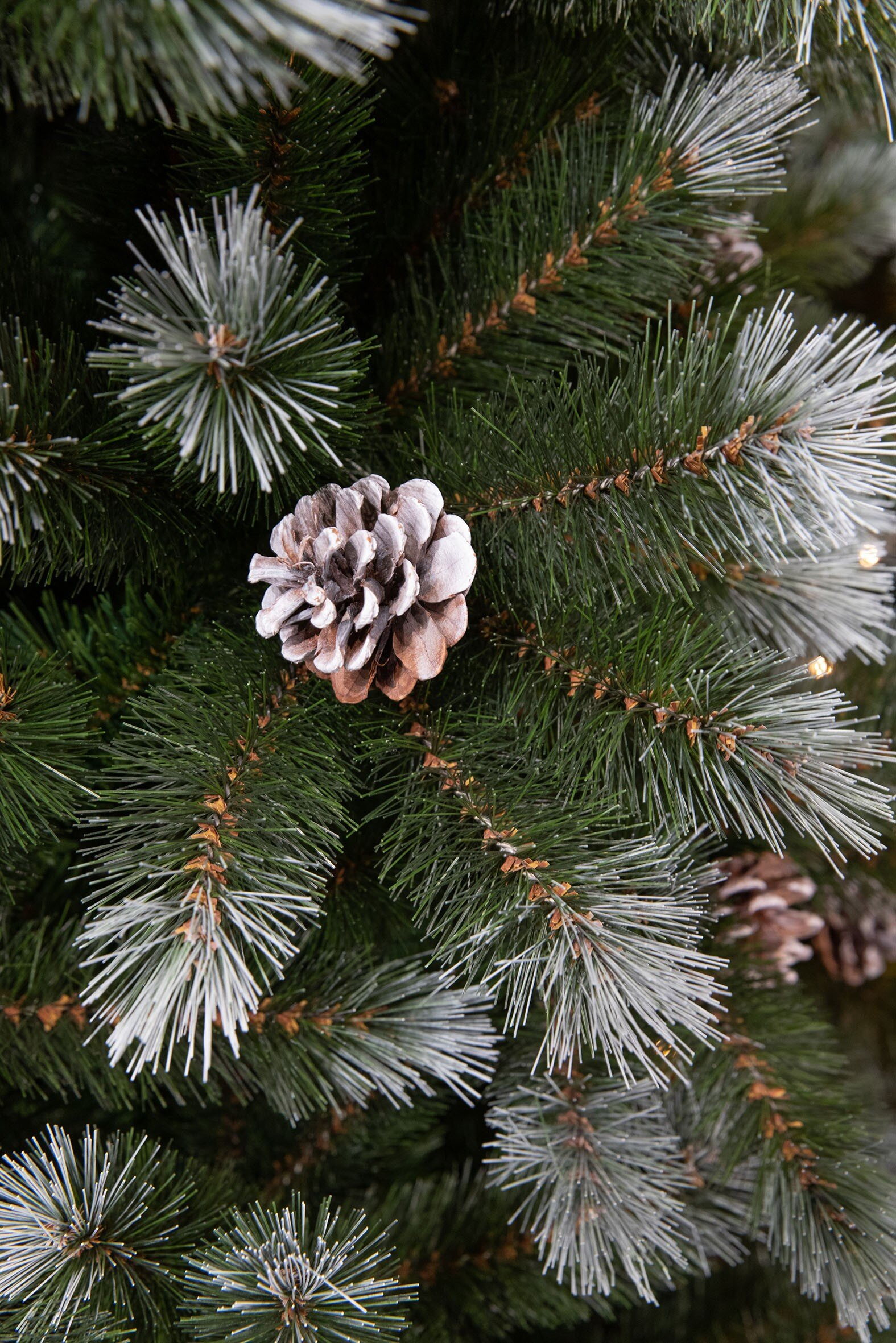 Gros plan sur un sapin de Noël décoré. Les aiguilles de pin sont vertes, avec des pointes blanches givrées. Un cône de pin est centré.