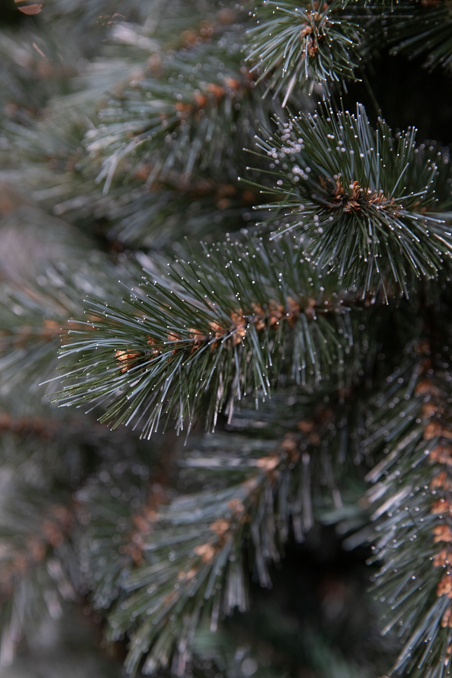 Gros plan sur une branche de pin. Aiguilles vertes avec pointes blanches et cônes bruns.