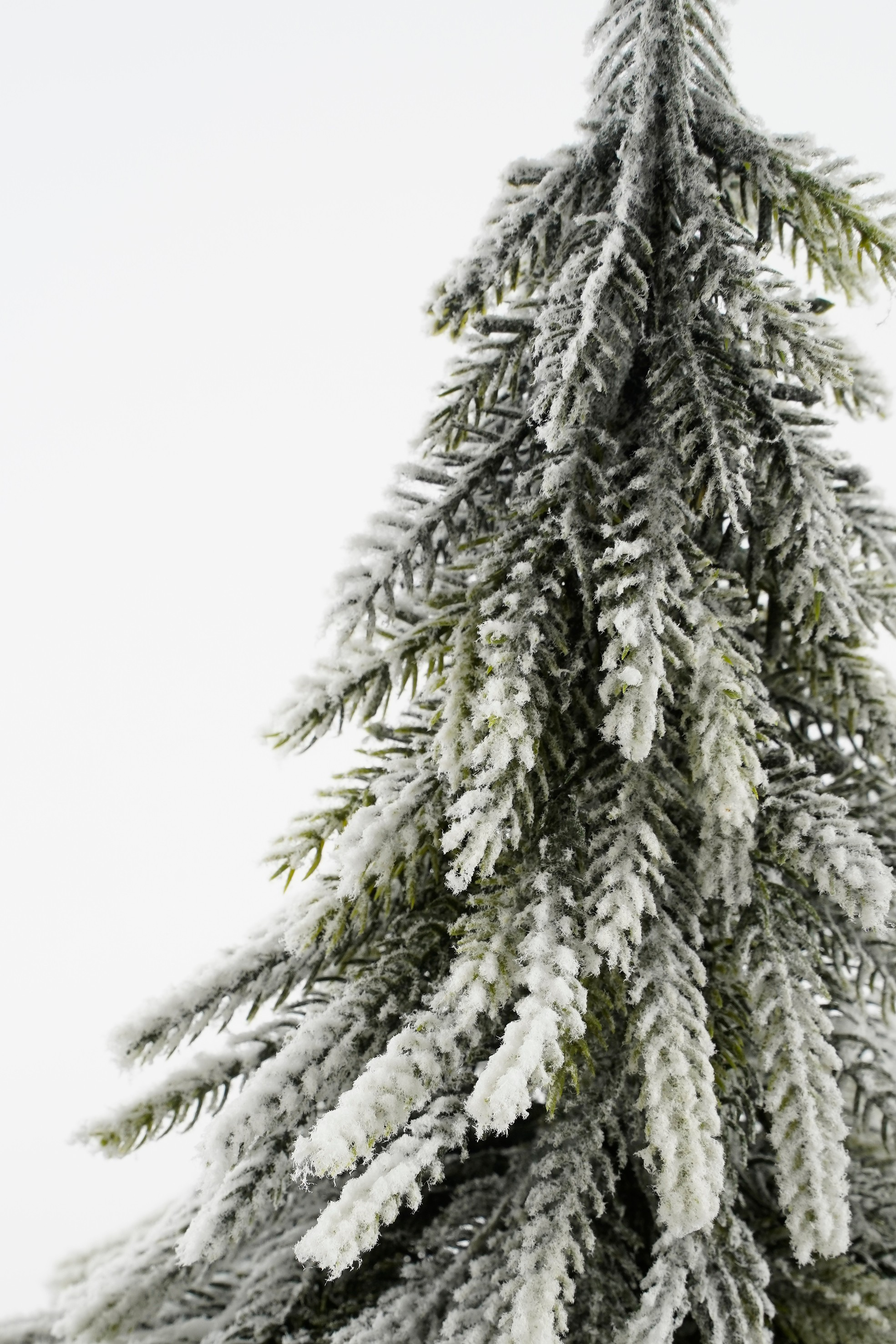 Gros plan d'un conifère givré. Les aiguilles sont vertes, recouvertes de blanc. Fond blanc.
