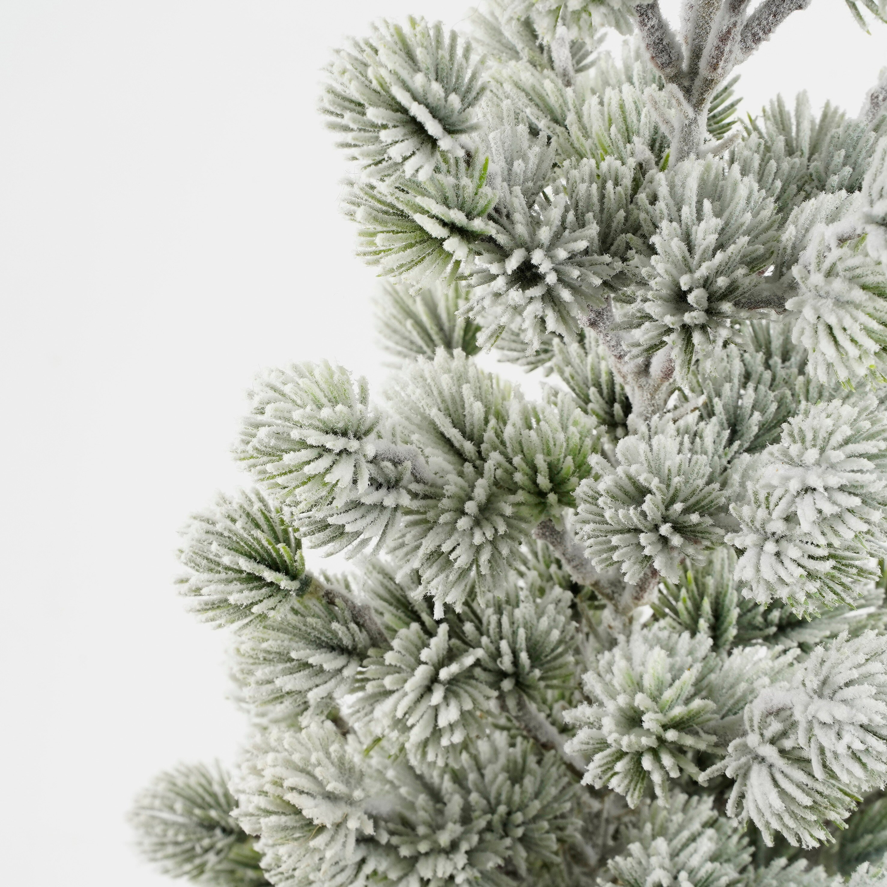 Gros plan d'une branche de sapin vert givrée. Fond blanc. Les aiguilles sont recouvertes de givre blanc.
