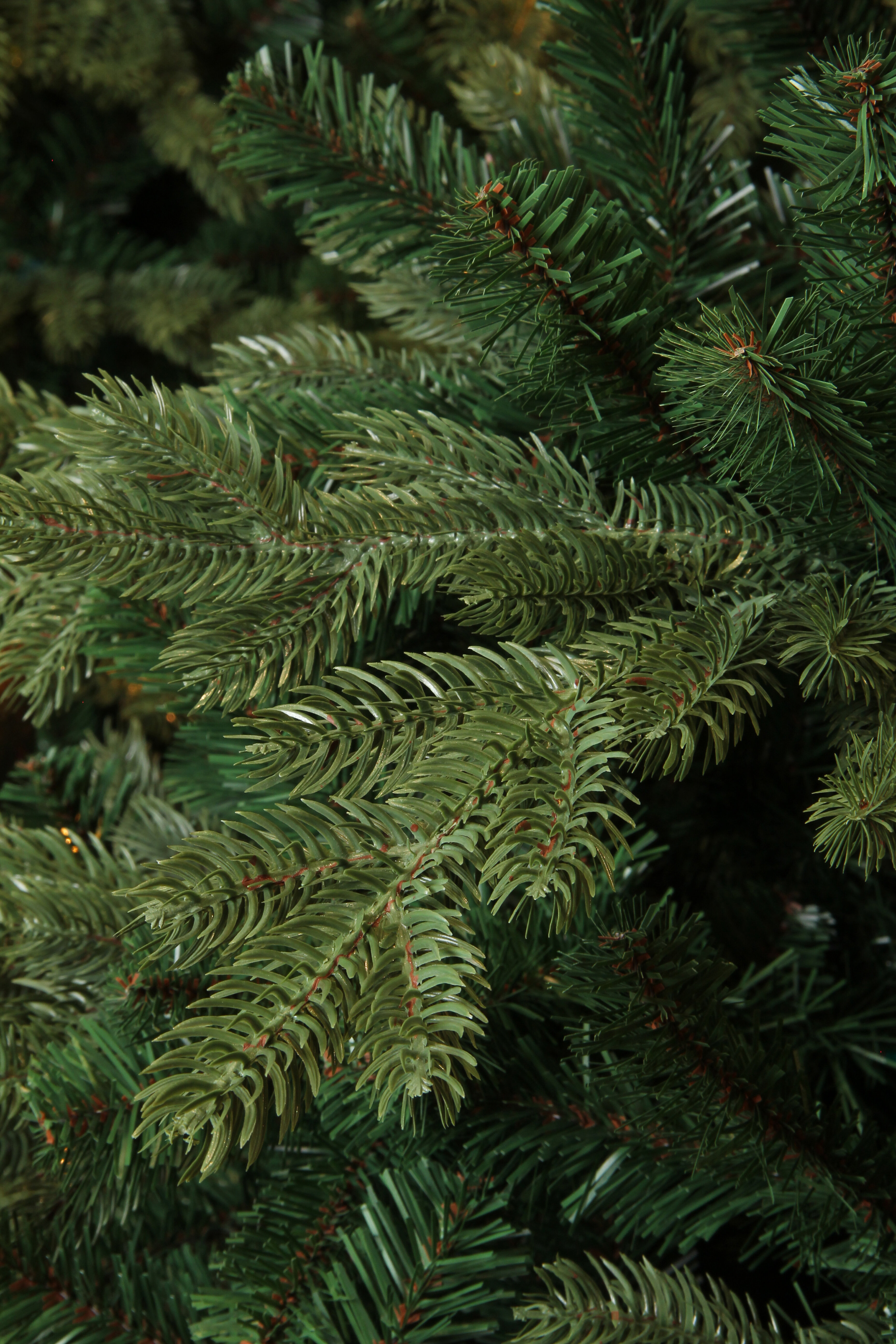 Gros plan sur un sapin de Noël vert. Les aiguilles sont visibles, avec des nuances de vert.