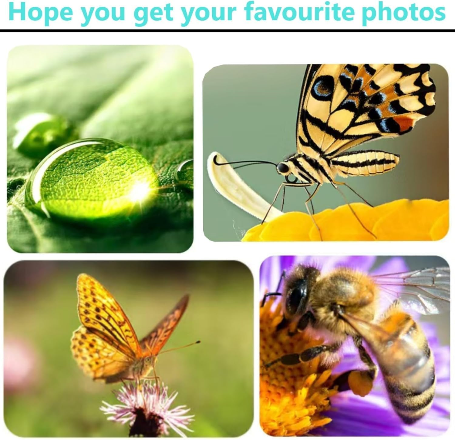 Das Bild zeigt eine Collage von Naturszenen. Enthält einen Wassertropfen auf einem grünen Blatt, einen Schmetterling und eine Biene auf einer Blume.