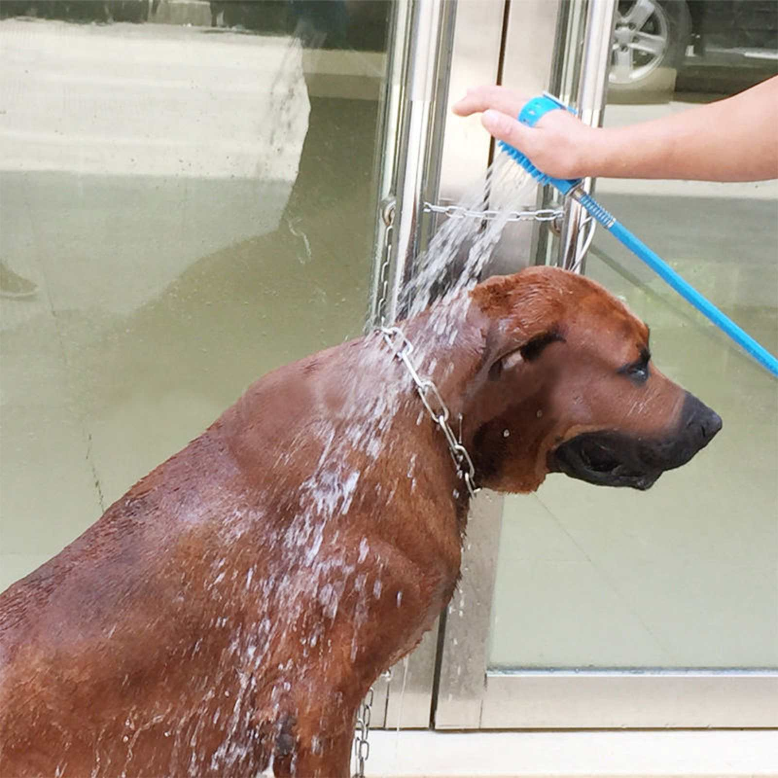 Ein brauner Hund wird mit Wasser aus einem blauen Schlauch gewaschen. Der Hund trägt eine silberne Kette.