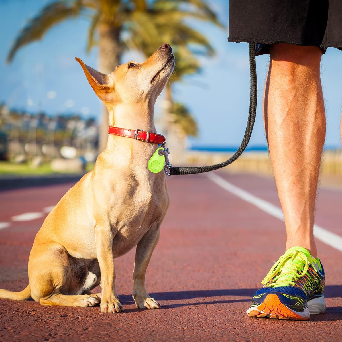 Ein hellbrauner Hund mit rotem Halsband schaut nach oben. Bein und Laufschuh einer Person sind sichtbar. Der Hund ist an der Leine.