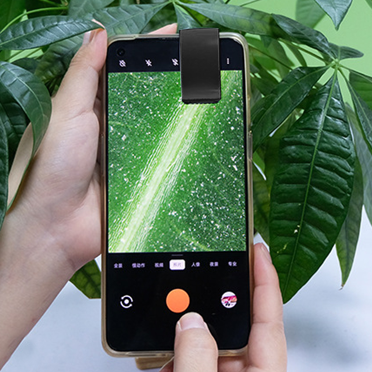 Ein Telefon macht ein Foto von einem Blatt. Ein schwarzer Clip ist am Telefon befestigt. Der Hintergrund hat grüne Blätter.