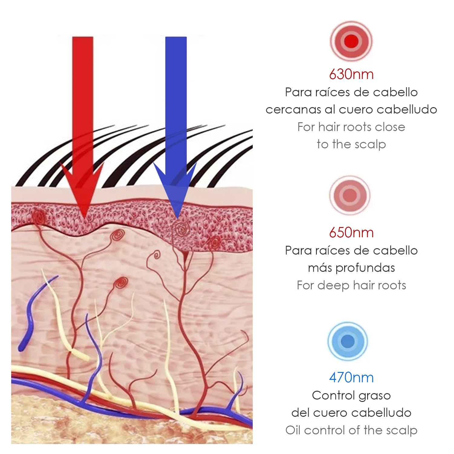 Diagrama de capas de piel con rayos de luz rojos y azules, folículos pilosos y texto sobre longitudes de onda del tratamiento capilar.