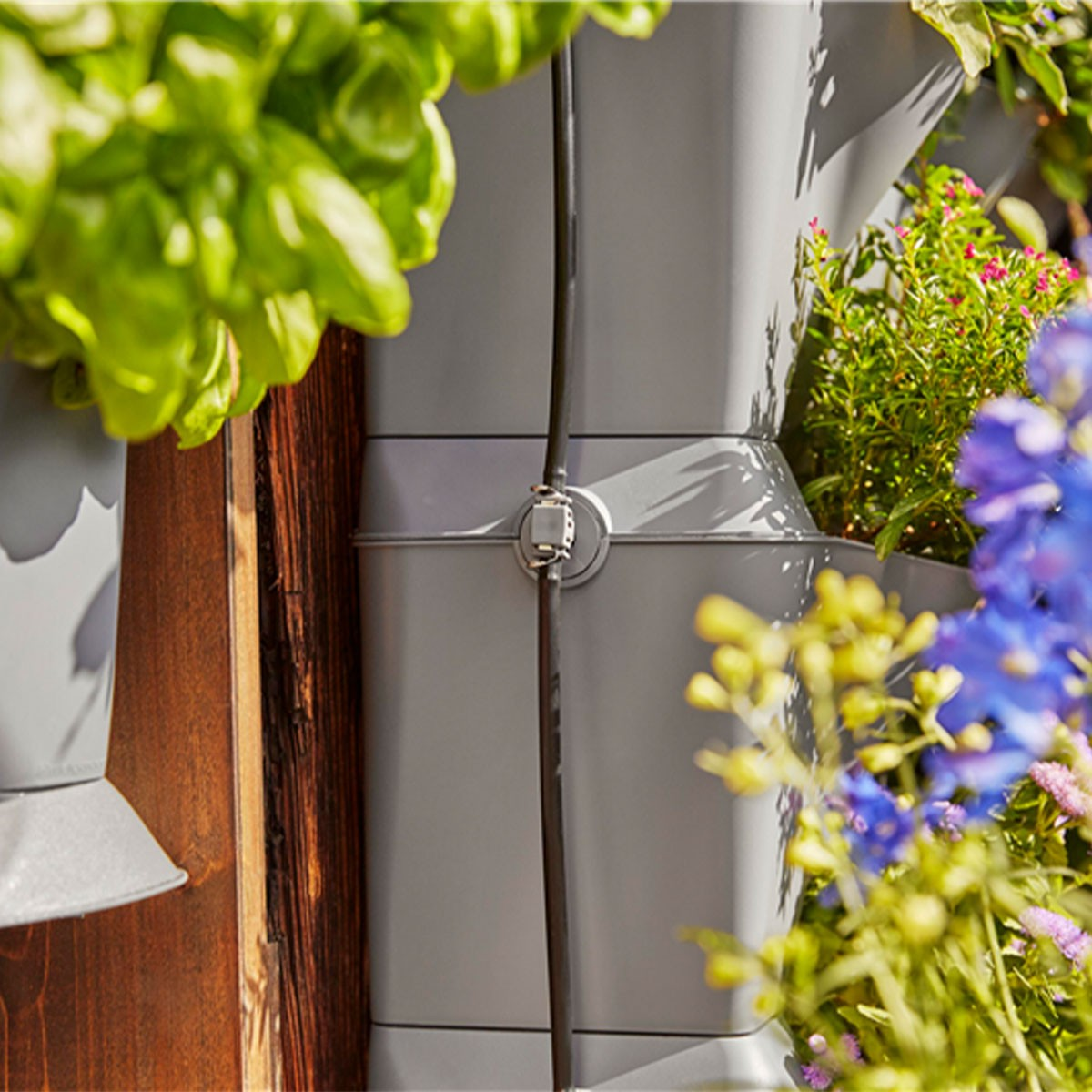 Una fioriera verticale grigia con piante verdi, fiori blu e un tubo di irrigazione nero. Recinzione in legno sullo sfondo.