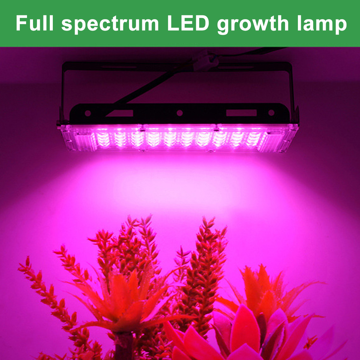 LED-Wachstumslampe beleuchtet rote Pflanzen. Die Lampe ist rechteckig und strahlt hellrosa Licht aus.