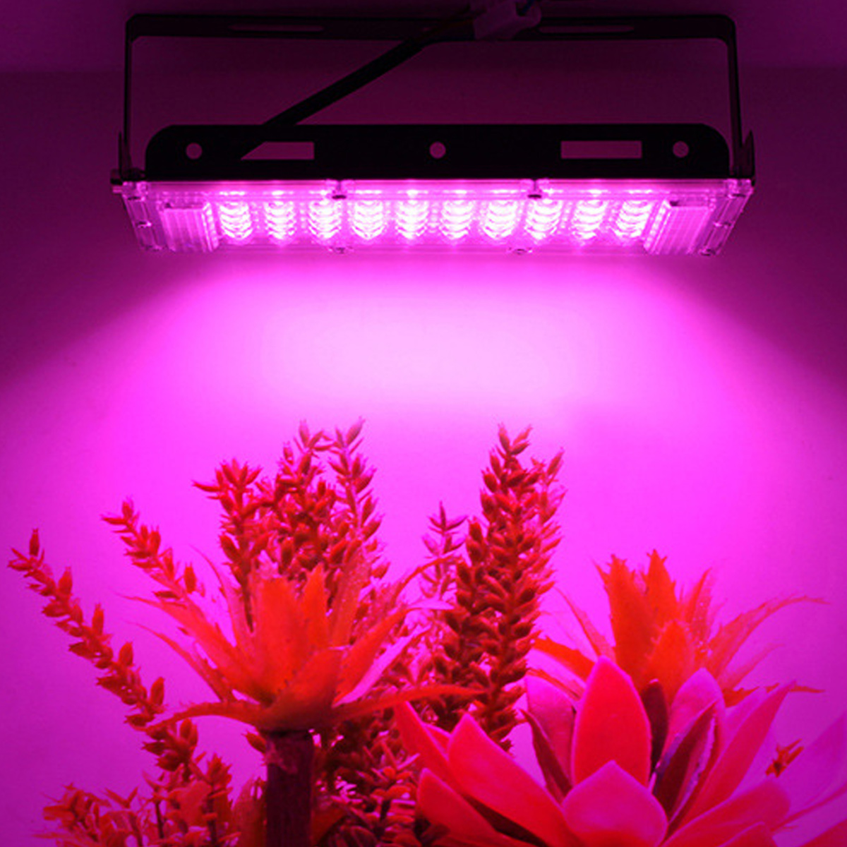 Eine Wachstumslampe über roten Pflanzen. Das Licht ist an und strahlt einen starken rosafarbenen Schein aus. Die Pflanzen sind im Vordergrund.