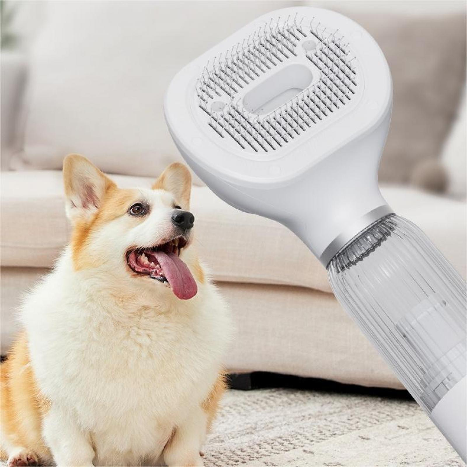 Ein Corgi-Hund mit herausgestreckter Zunge neben einer weißen Haustierbürste. Im Hintergrund ist ein beiges Sofa zu sehen.