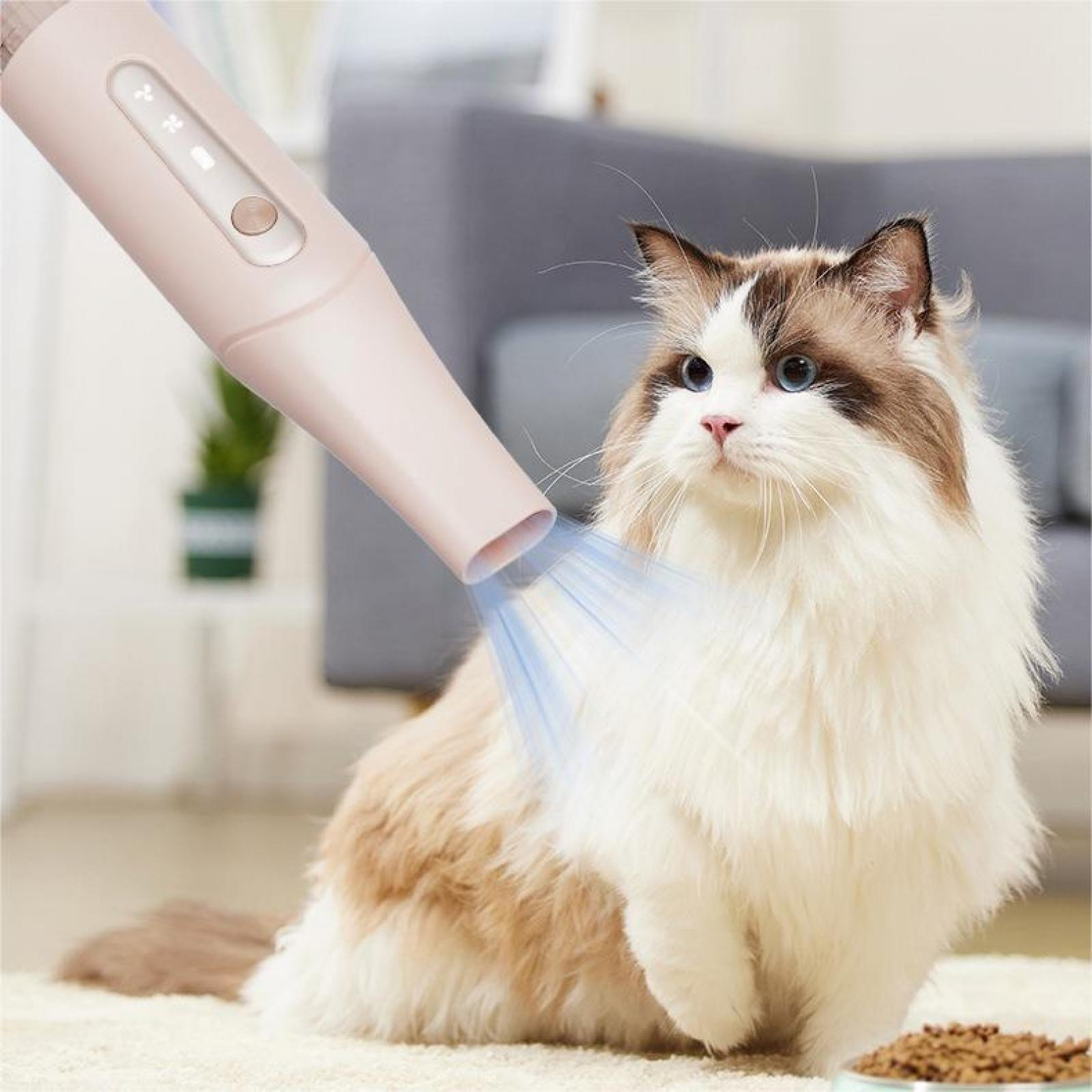 Eine Katze wird mit einem rosa Haustrockner getrocknet. Die Katze hat braunes und weißes Fell und blaue Augen.