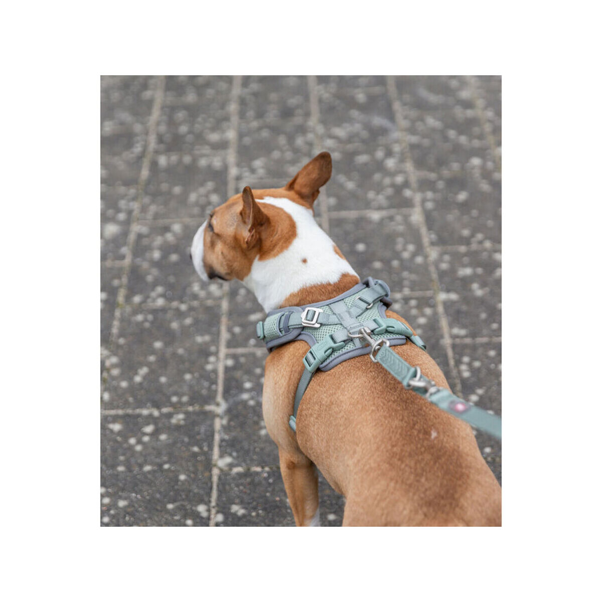 Ein braun-weißer Hund mit grauem Geschirr und Leine steht auf einem Steinweg und blickt nach links.