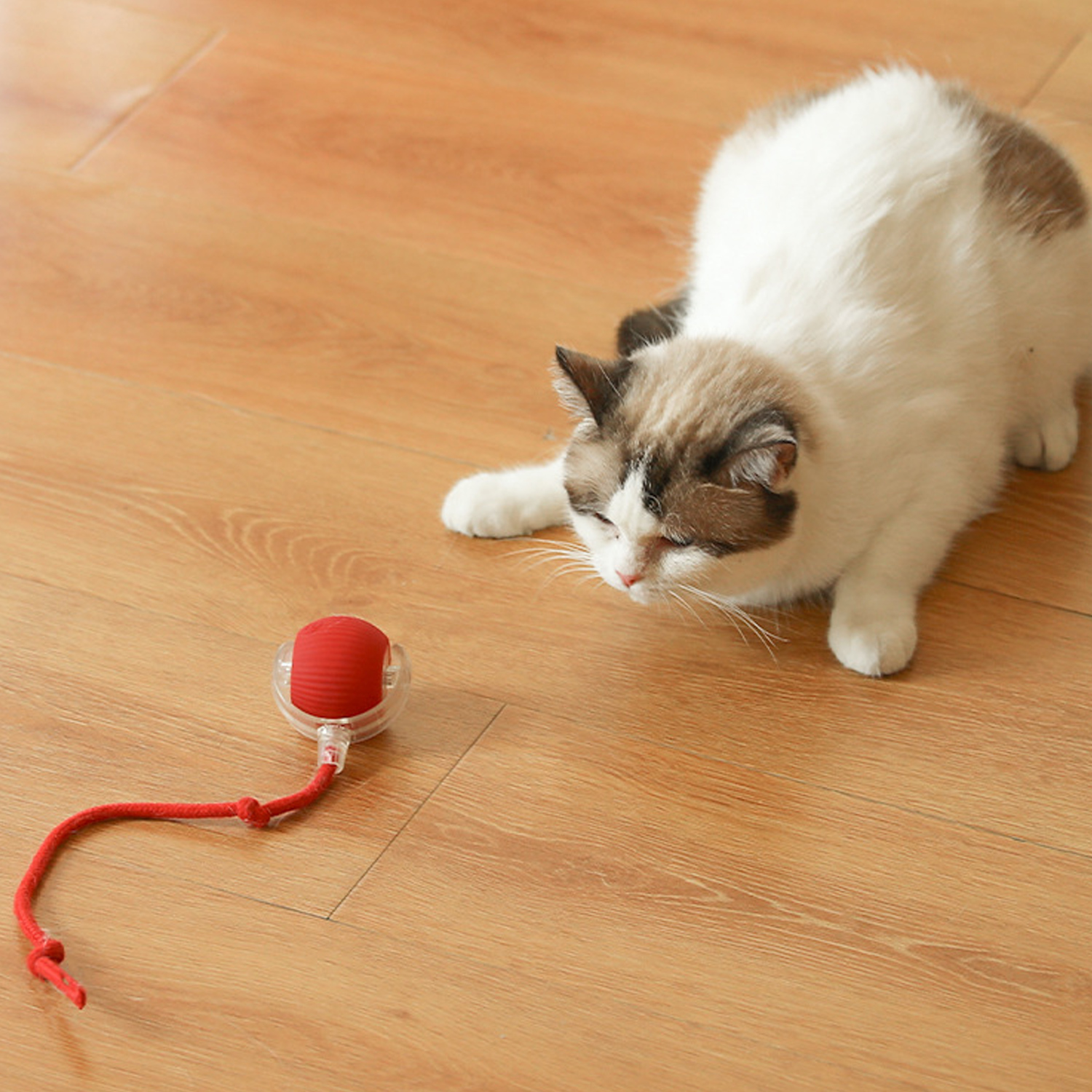Un gato blanco y marrón mira un juguete rojo en un piso de madera. El juguete tiene una bola roja y una cuerda roja.