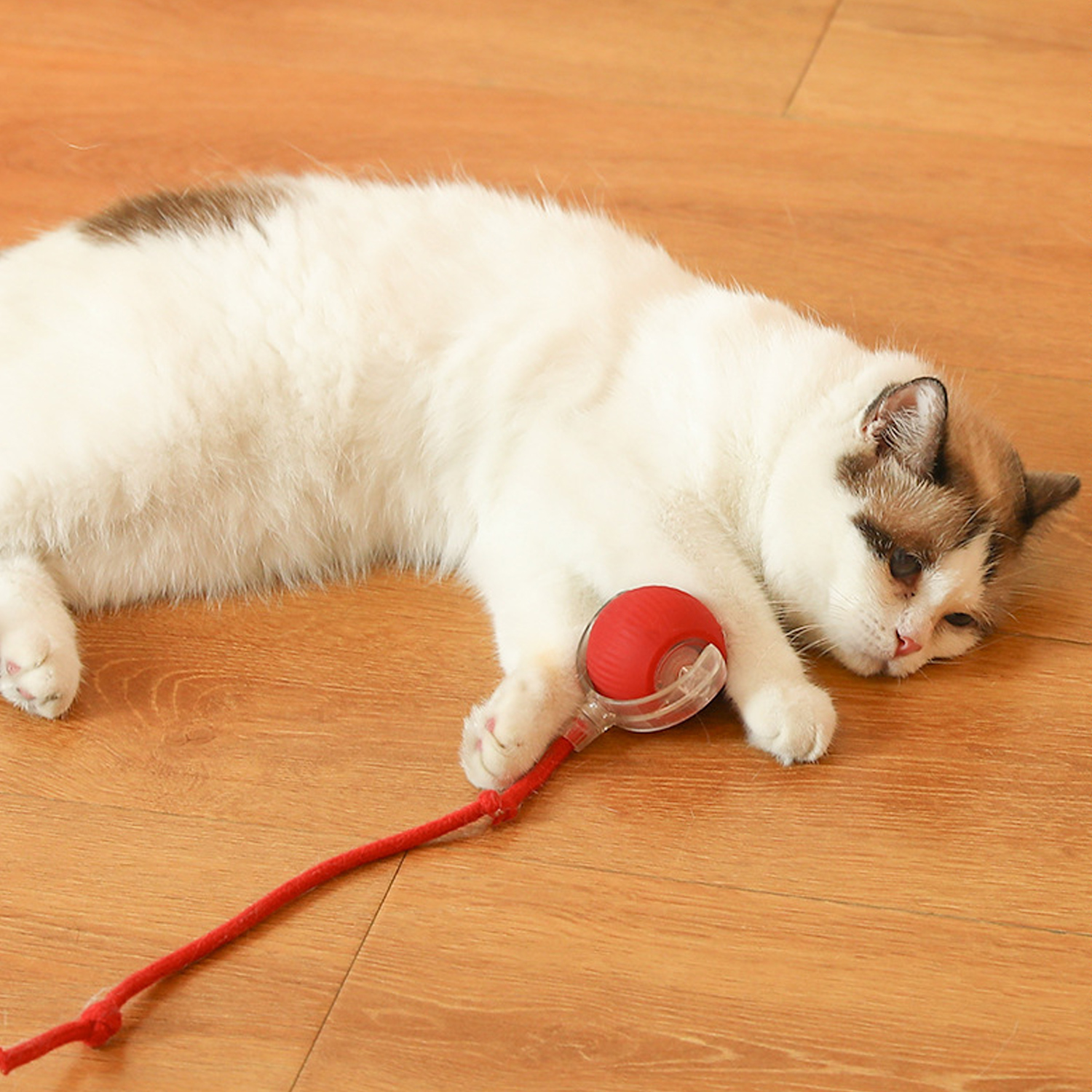 Un gato blanco y marrón yace en el suelo de madera, jugando con un juguete rojo. El gato está relajado. El juguete tiene una bola roja.