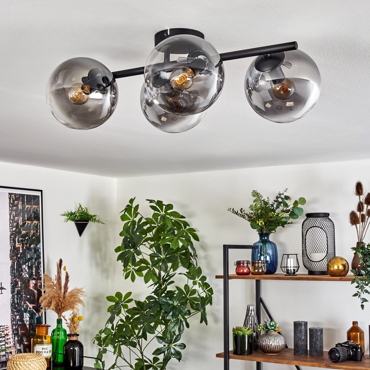 Deckenlampe mit runden Glasschirmen. Pflanzen und Dekoration auf Regalen. Grüne Pflanze im Vordergrund. Weiße Decke und Wand.