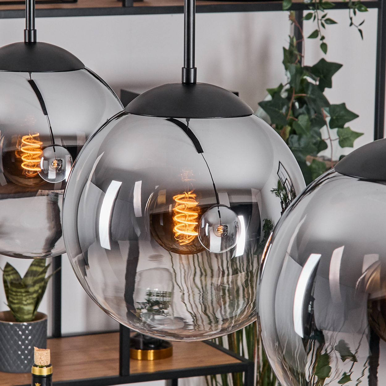 Drei kugelförmige, graue Glas-Pendelleuchten mit Spiralglühbirnen hängen vor einem Holzregal und grünen Pflanzen.