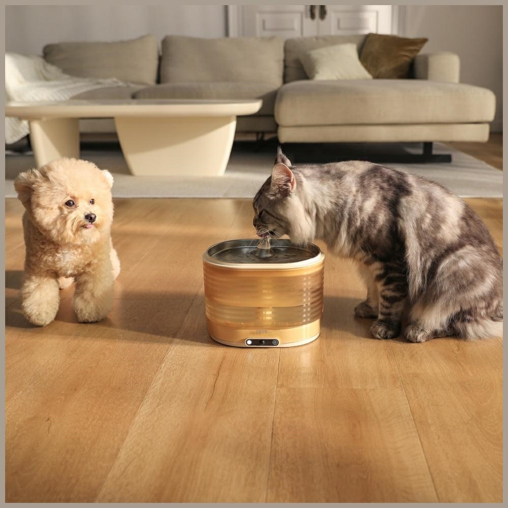 Ein Hund und eine Katze in der Nähe eines Trinkbrunnens für Haustiere. Die Katze trinkt Wasser, der Hund schaut zu. Im Hintergrund sind ein Sofa und ein Tisch.