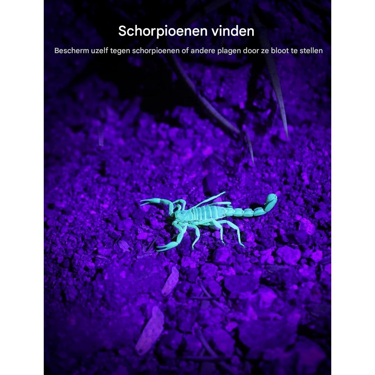 Ein leuchtender Skorpion auf dem Boden unter violettem Licht. Der Boden ist steinig. Text auf Niederländisch.