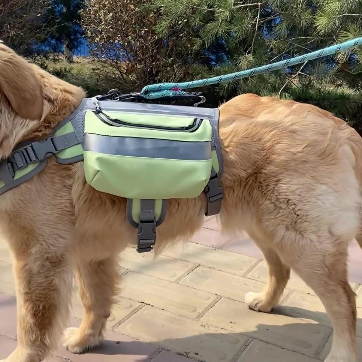 Ein goldener Retriever-Hund mit einem hellgrünen und grauen Rucksack und einer Leine steht auf einer Ziegeloberfläche.