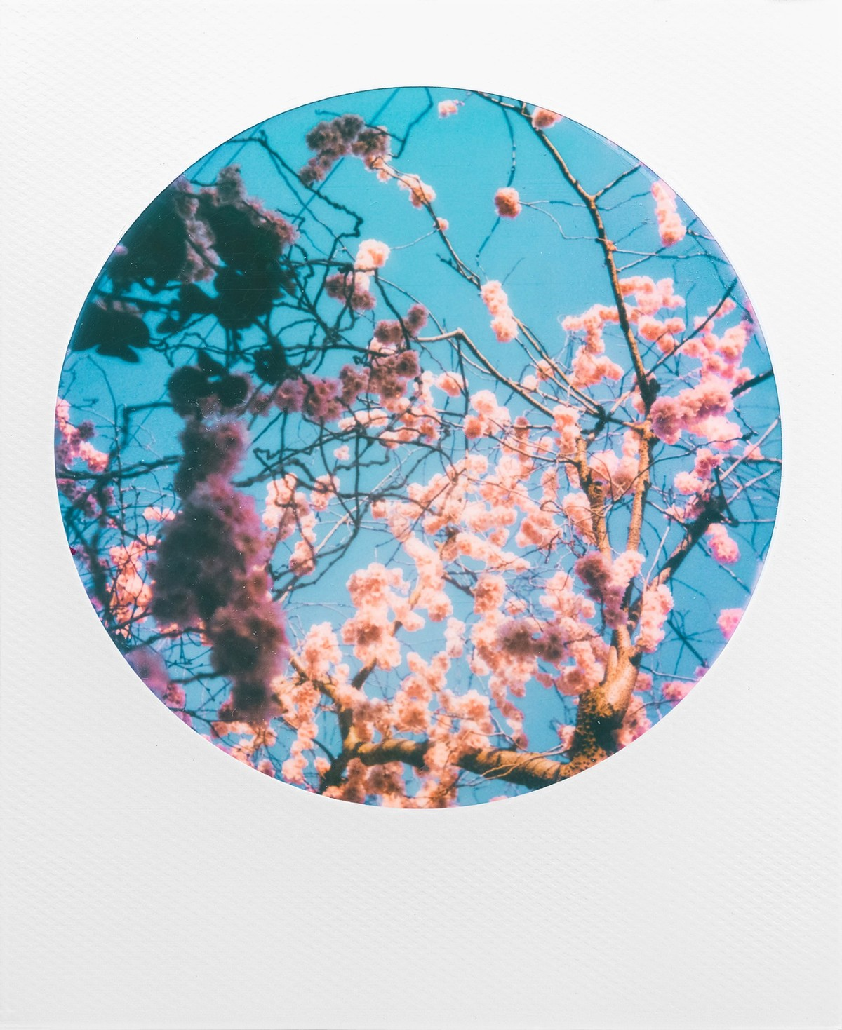 Ein kreisförmiges Bild zeigt einen Baum mit rosa Blüten vor blauem Himmel. Die Äste sind sichtbar, mit dunklem Laub auf der linken Seite.