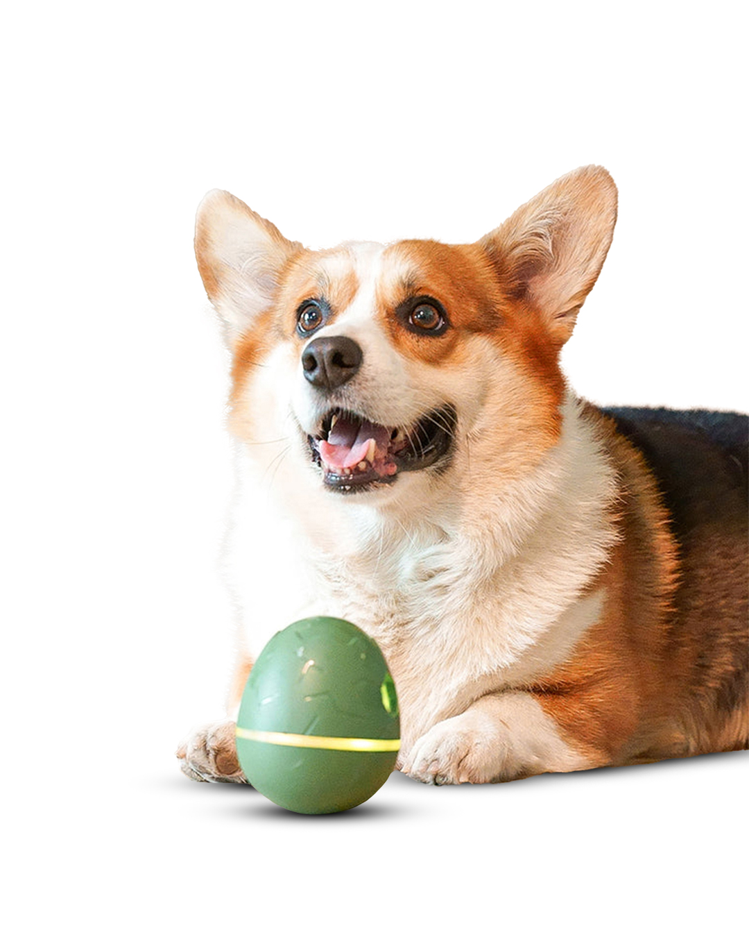 Bir corgi ağzı açık bir şekilde yukarı bakıyor. Önünde yeşil, yumurta şeklinde bir oyuncak var. Köpeğin kahverengi, beyaz ve siyah kürkü var.