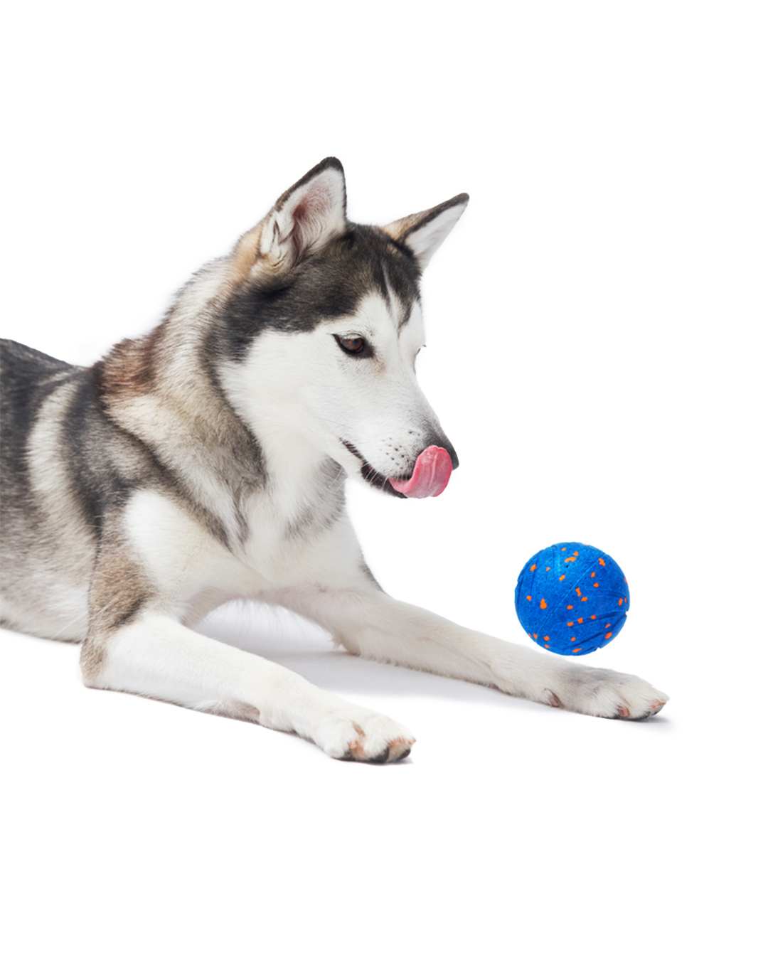 Un cane husky, sdraiato, si lecca il naso mentre guarda una palla blu con macchie arancioni. Sfondo bianco.