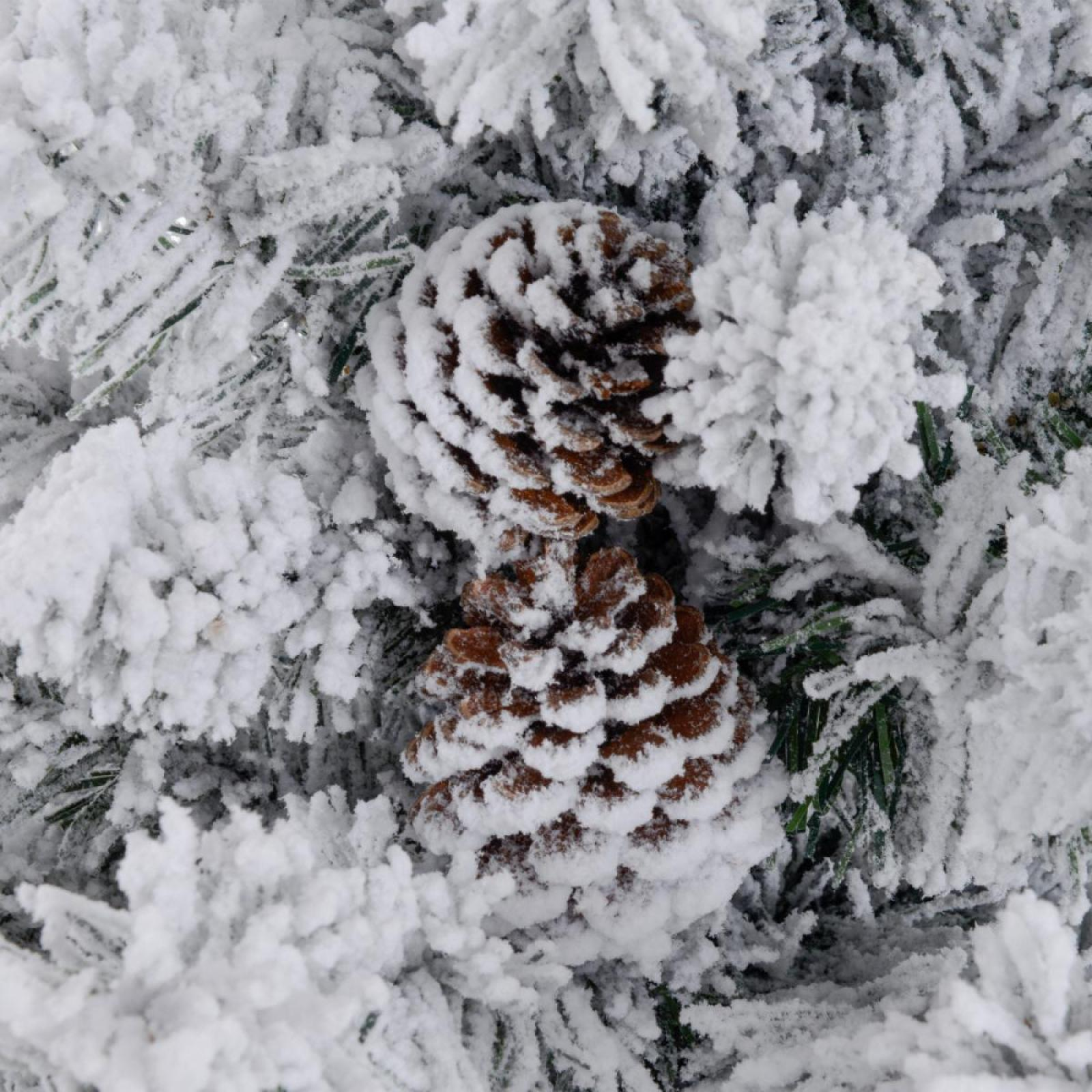 Nahaufnahme von schneebedeckten Kiefernadeln und zwei braunen Tannenzapfen. Weißer Schnee bedeckt die Nadeln und Zapfen.