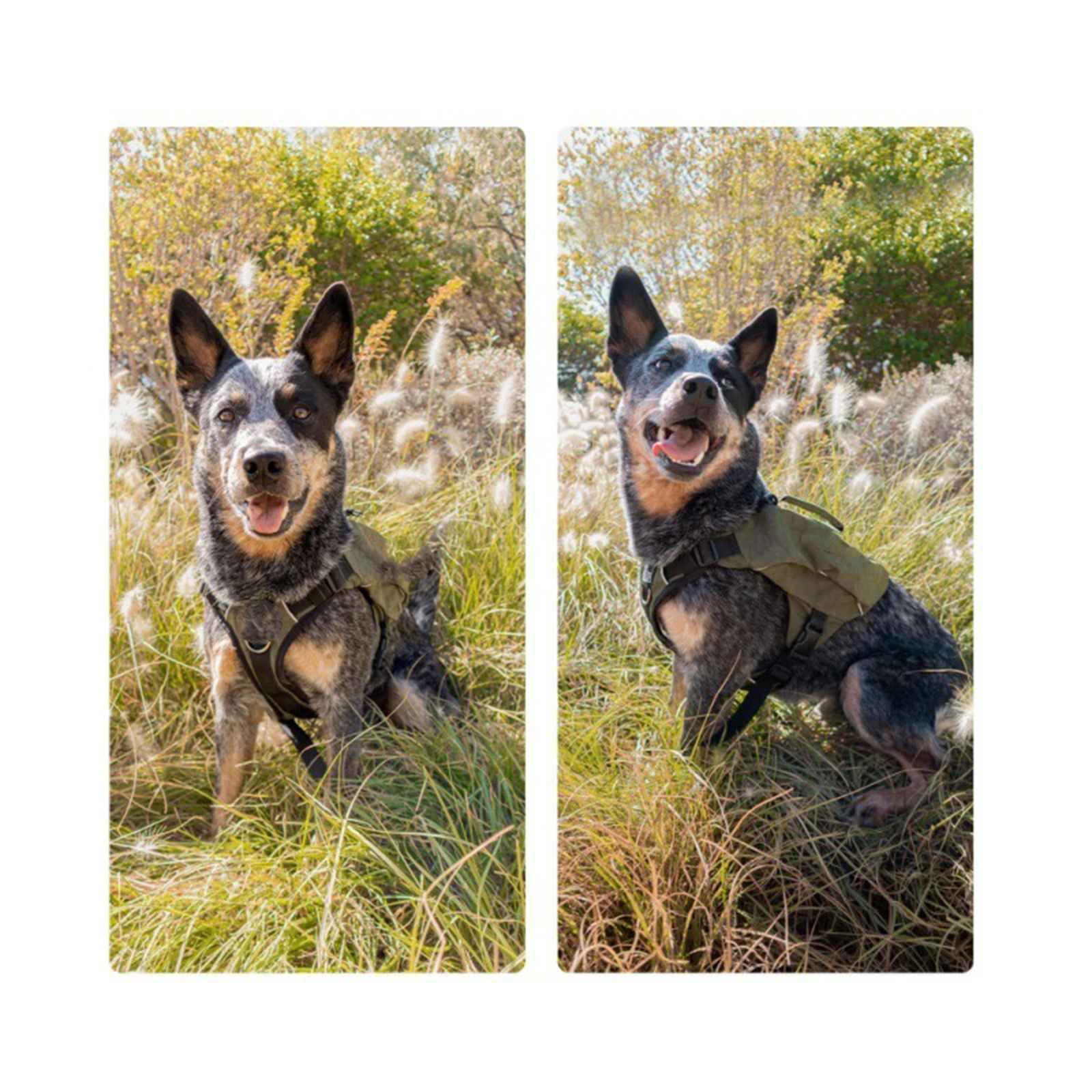 Zwei Hunde auf einem grasbewachsenen Feld. Jeder trägt ein Geschirr. Einer hat das Maul offen.