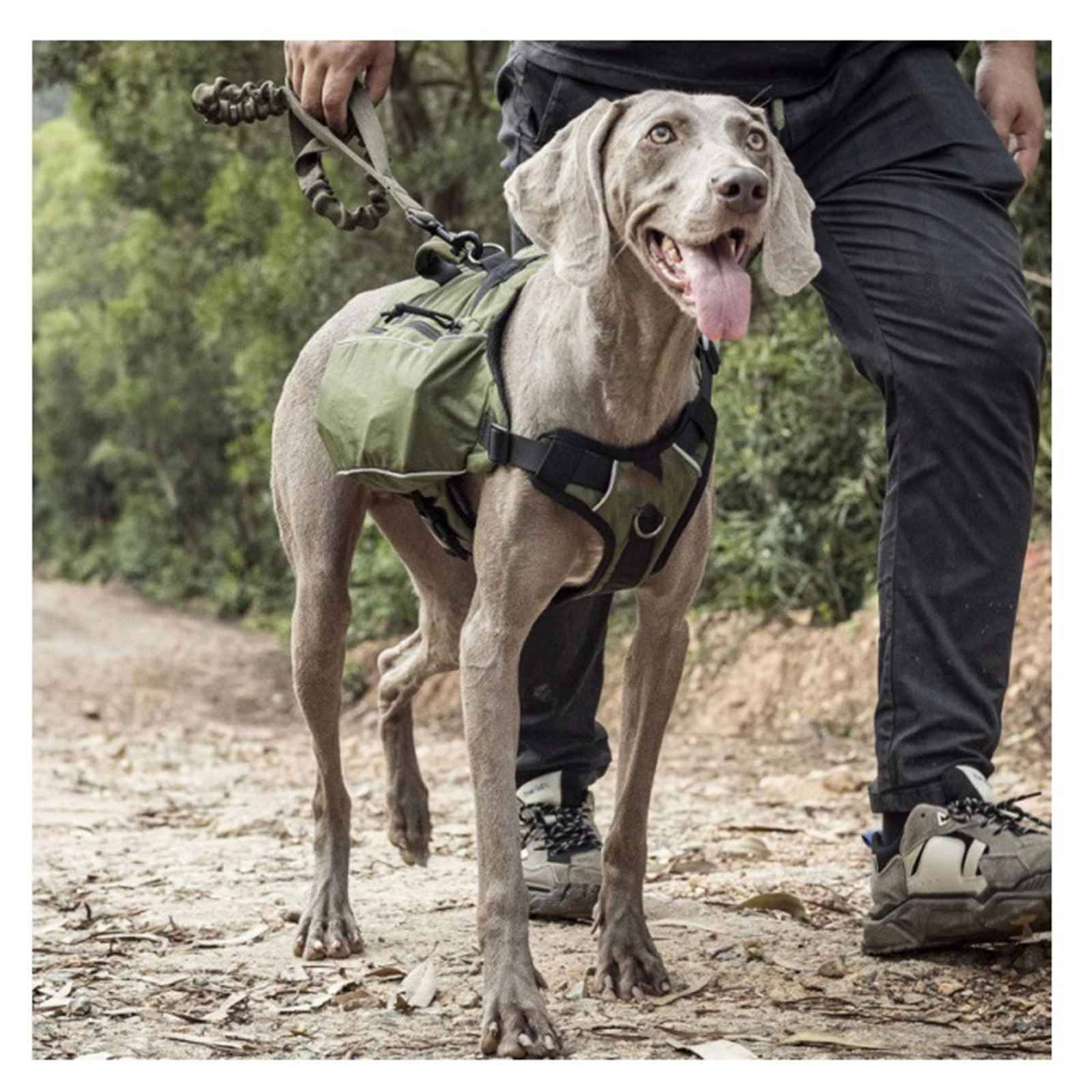 Ein Weimaraner-Hund mit grünem Rucksack und Leine steht mit einer Person auf einem Feldweg.