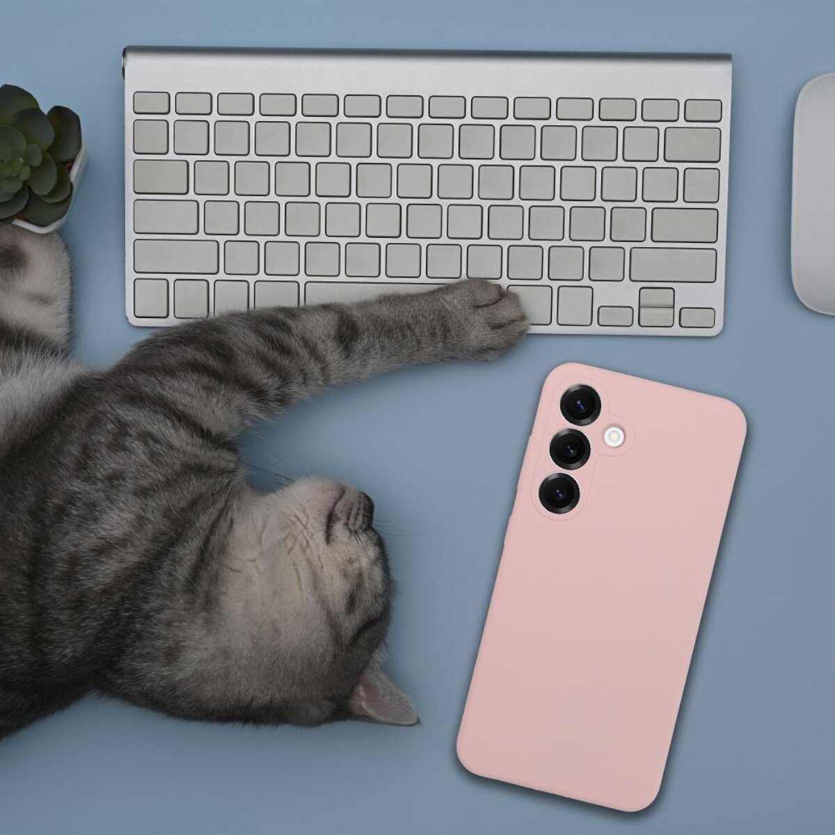 Eine graue Katze liegt auf einem blauen Schreibtisch neben einer Tastatur, einem Telefon, einer Maus und einer Sukkulentenpflanze.