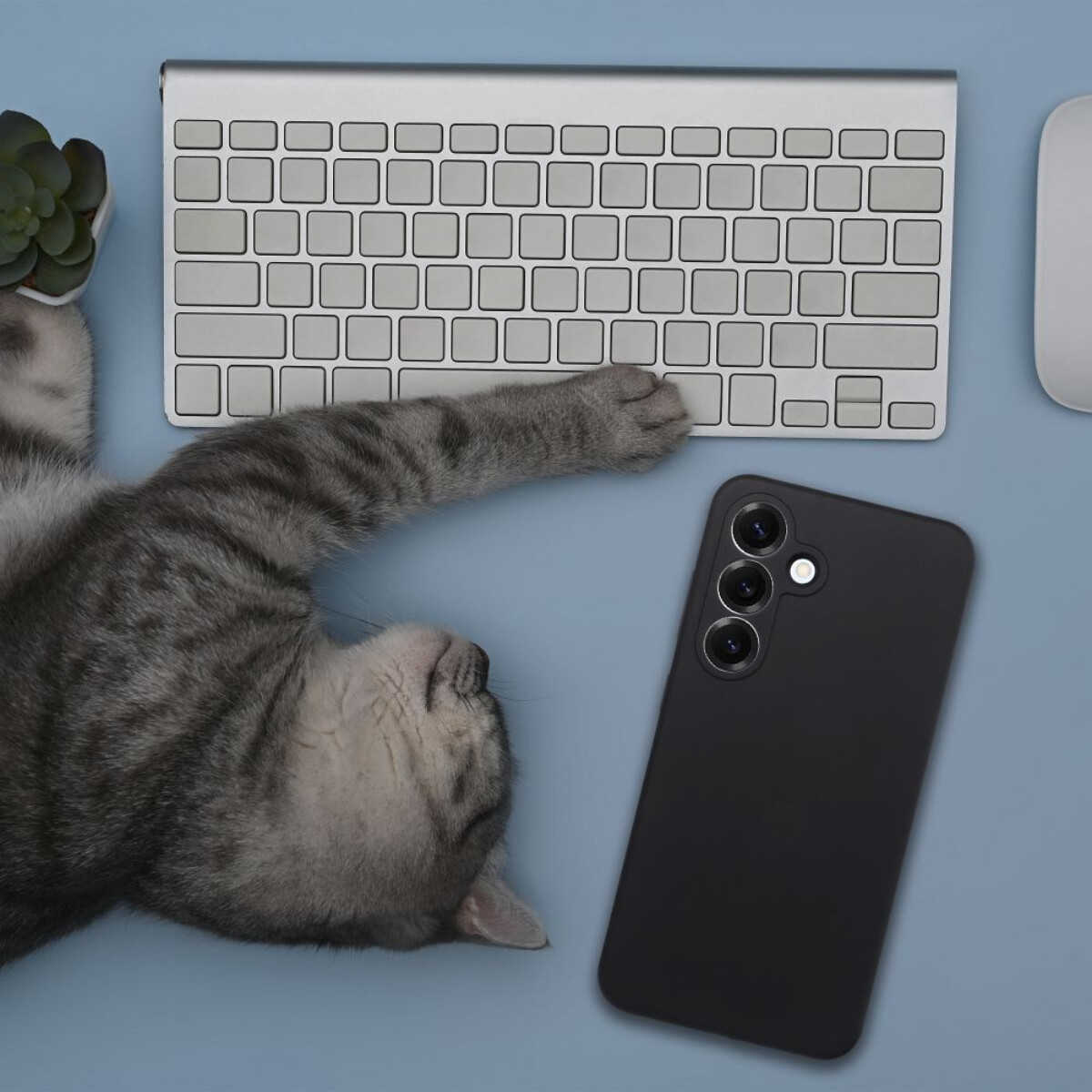 Eine graue getigerte Katze liegt auf einem blauen Schreibtisch in der Nähe einer Tastatur, Maus, Sukkulenten und einem schwarzen Telefon.