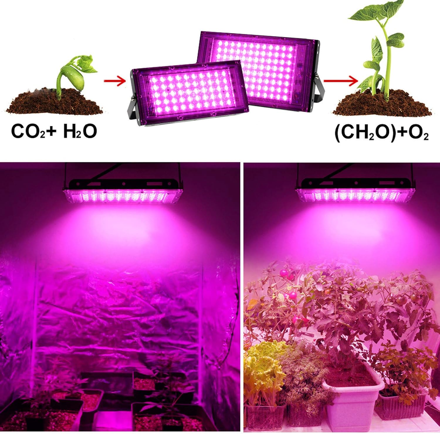 Das Bild zeigt die Wachstumsstadien der Pflanzen mit LED-Leuchten. Pflanzen in Erde werden von violetten Lichtern beleuchtet. Enthält Reaktionen CO2+H2O und (CH2O)+O2.