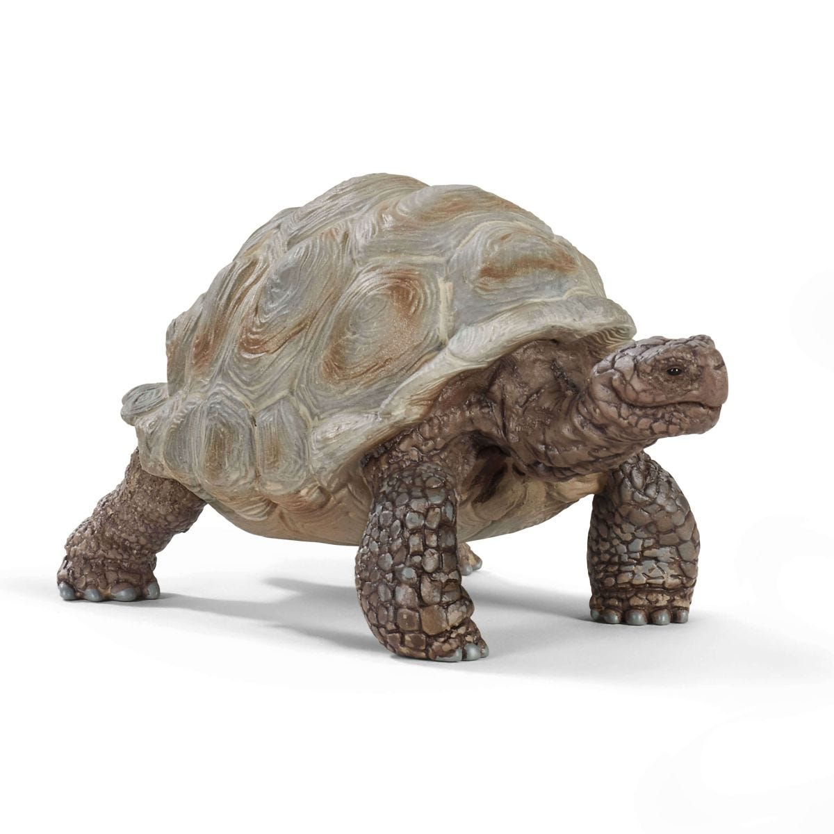 Ein detailliertes Modell einer Schildkröte auf weißem Hintergrund. Die Schildkröte ist braun und grau mit strukturiertem Panzer und Beinen.