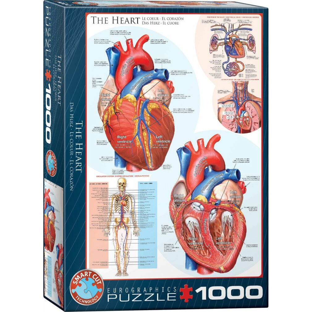 Puzzledose des Herzens. Zeigt Herzdiagramme, beschriftete Arterien, Ventrikel und Vorhöfe. Enthält ein menschliches Skelettbild.