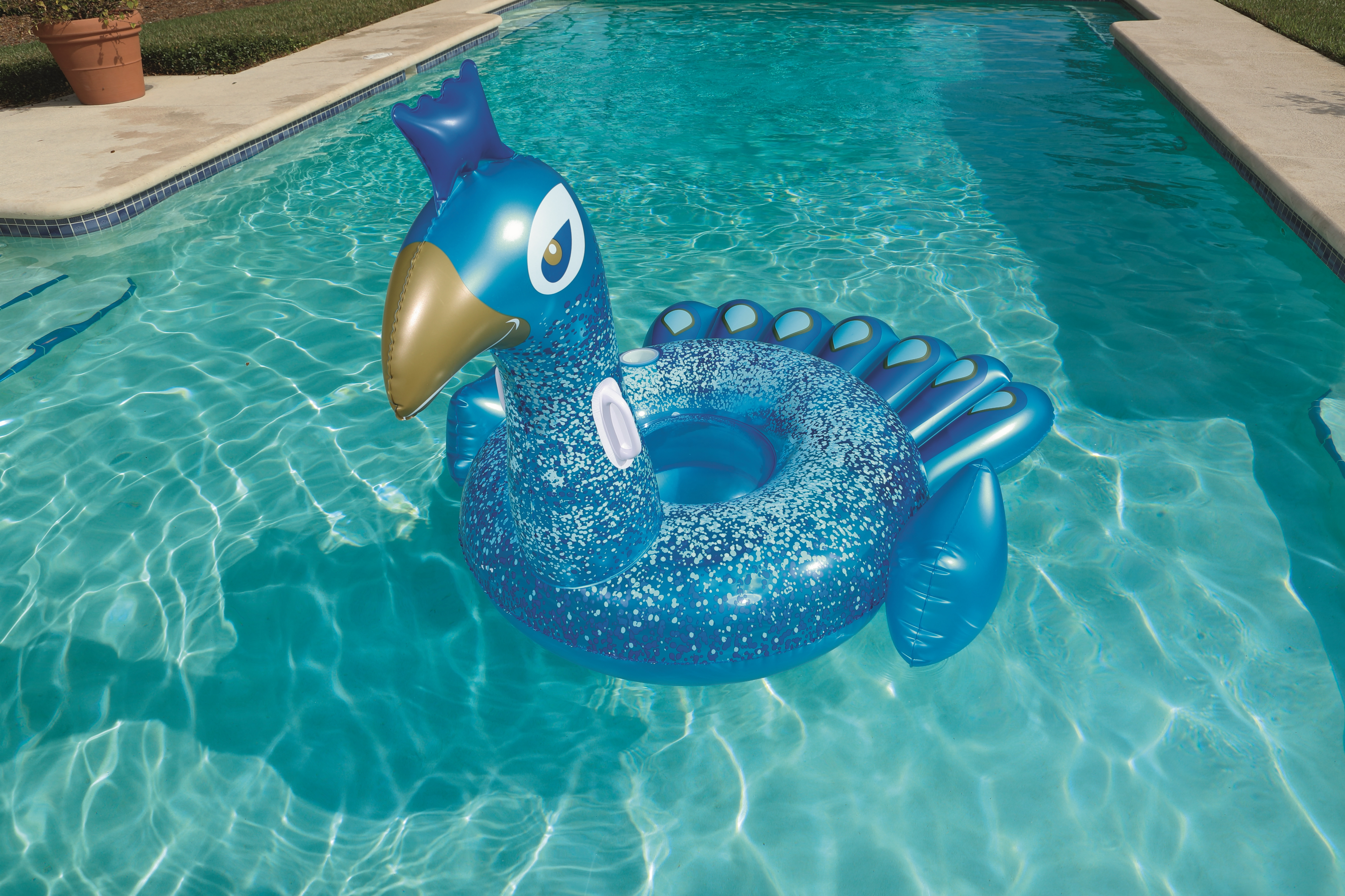 Ein blauer Pfau-Pool-Schwimmer in einem Pool mit klarem, türkisfarbenem Wasser. Ein Topf und Gras sind an der Seite sichtbar.