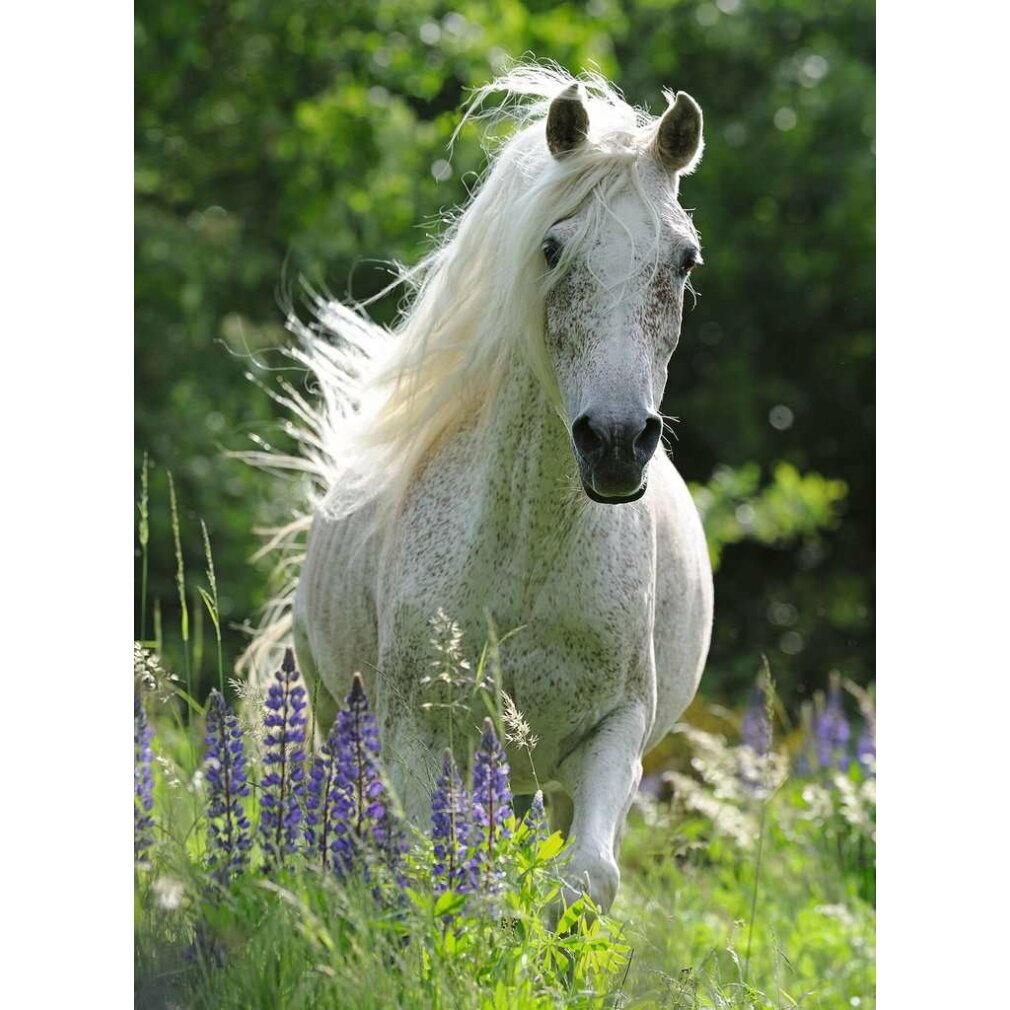 Ein weißes Pferd mit wehender Mähne rennt durch ein Feld mit grünem Gras und lila Blumen auf den Betrachter zu.