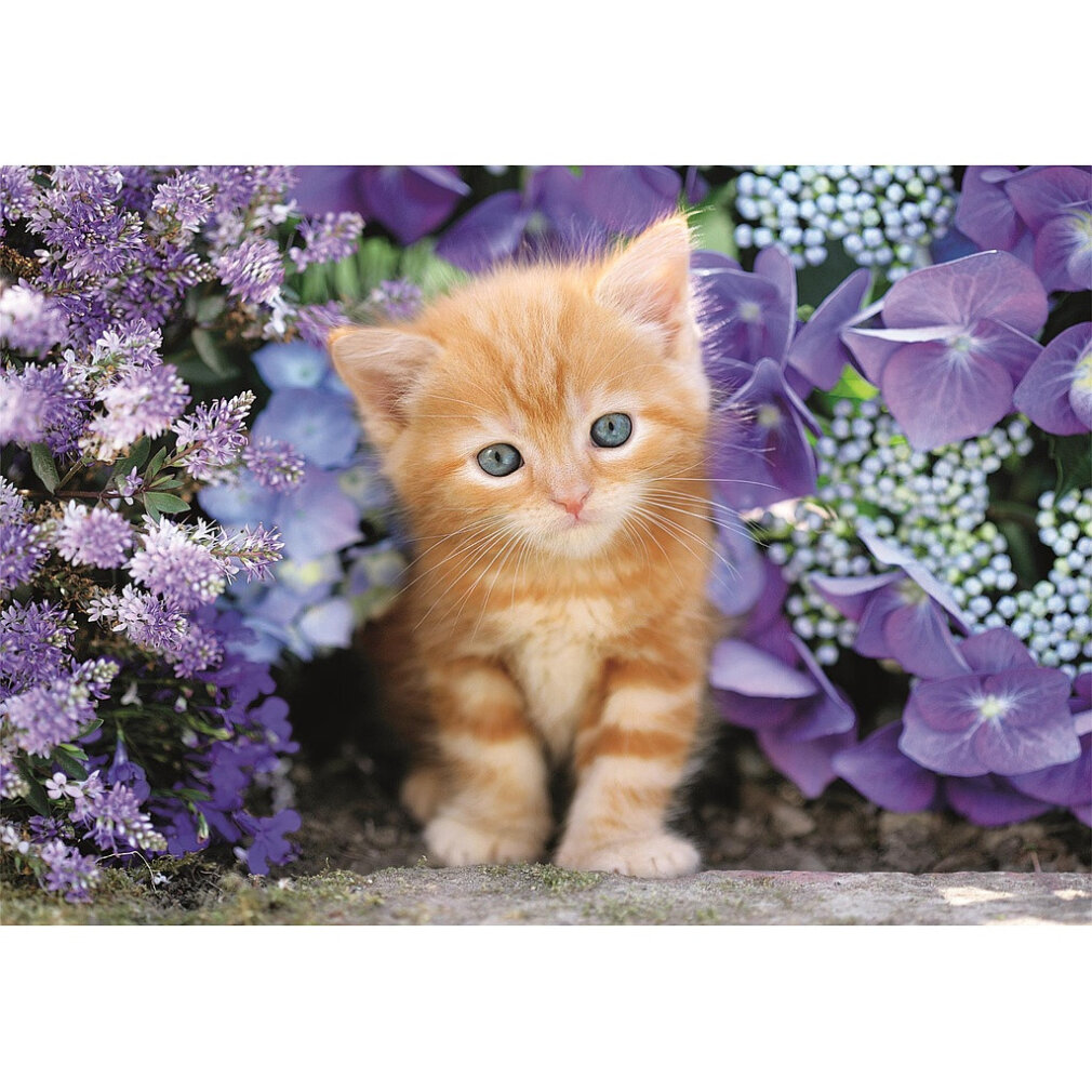 Een oranje katje met blauwe ogen zit tussen paarse bloemen. De bloemen staan in volle bloei en creëren een levendige achtergrond.